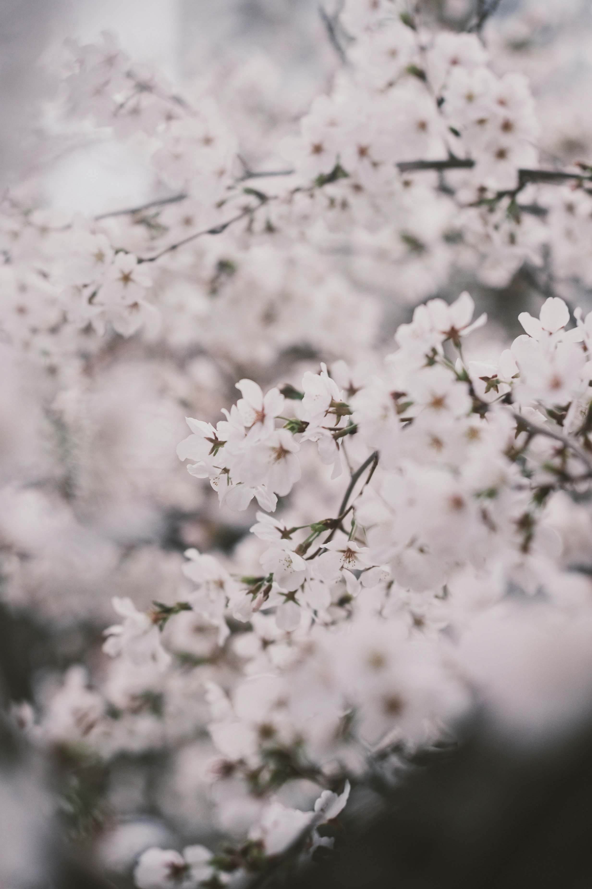 桜の花びらが舞うように咲く枝先のクローズアップ