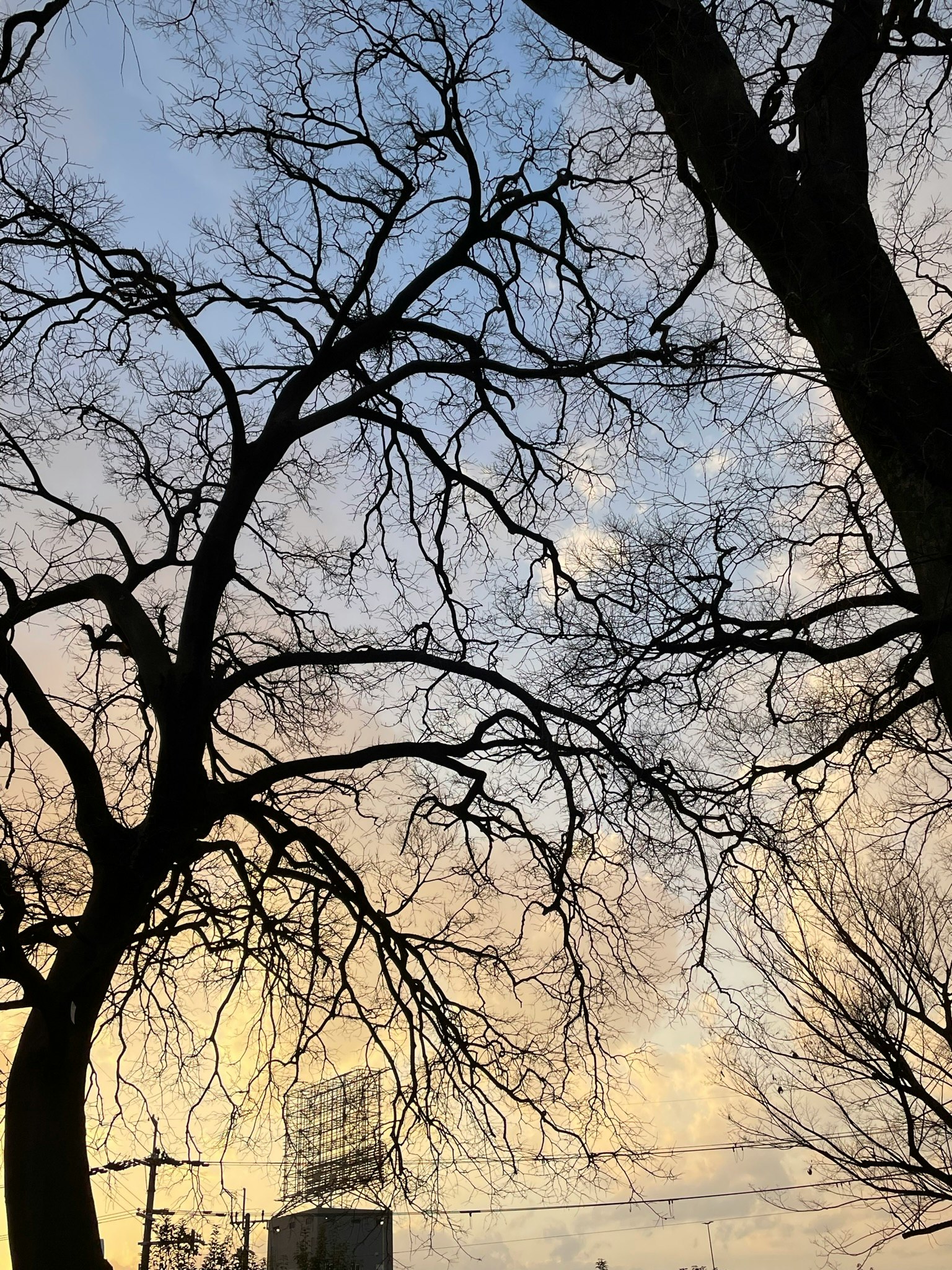 枝を広げる大きな落葉樹と冬の空の風景