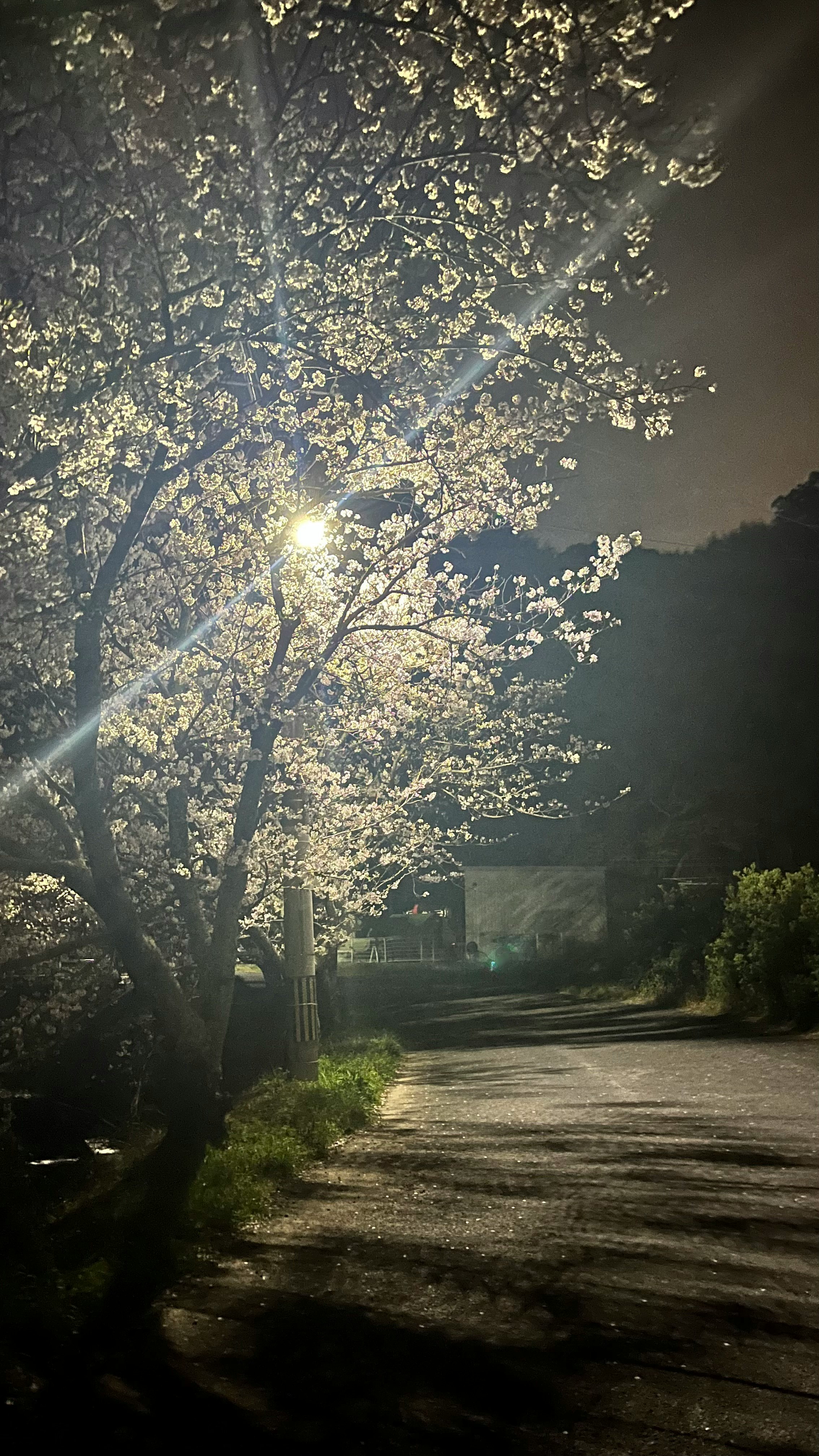 夜の桜並木と街灯の光が差す小道