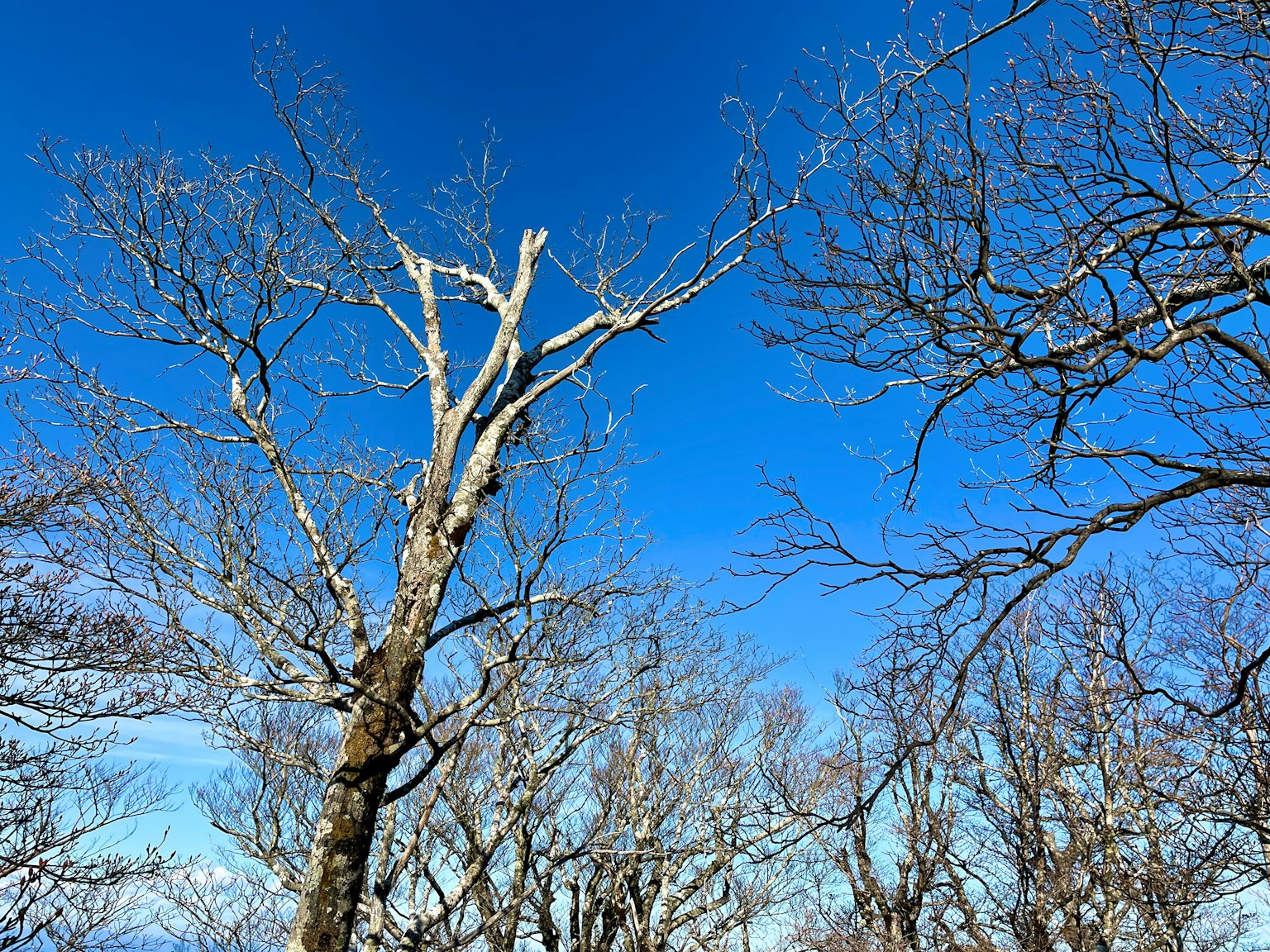 Arbres d'hiver aux branches nues sur fond de ciel bleu
