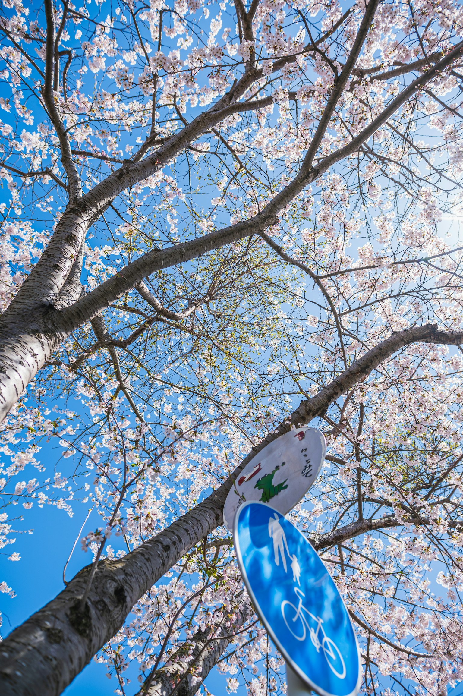 Un segnale di bicicletta sotto alberi di ciliegio in fiore contro un cielo blu