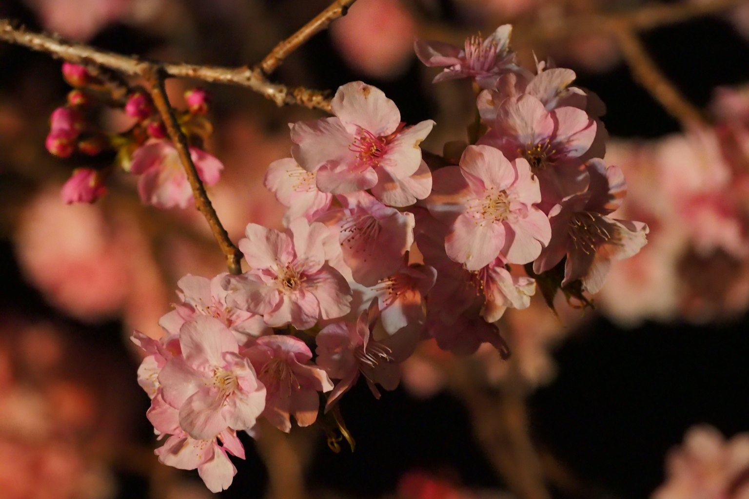 Acercamiento a flores de cerezo en una rama