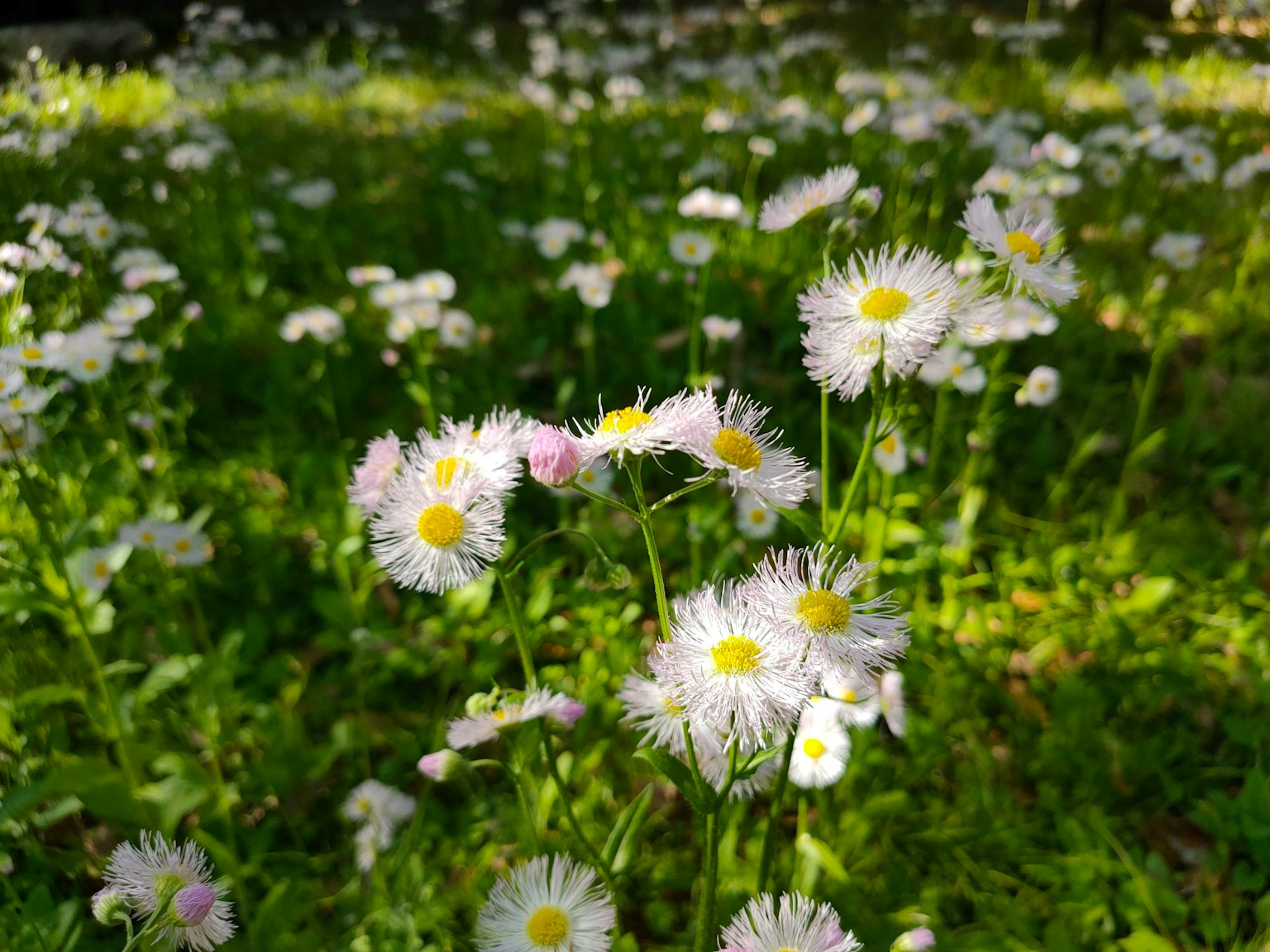 Campo di margherite bianche con centri gialli circondato da erba verde