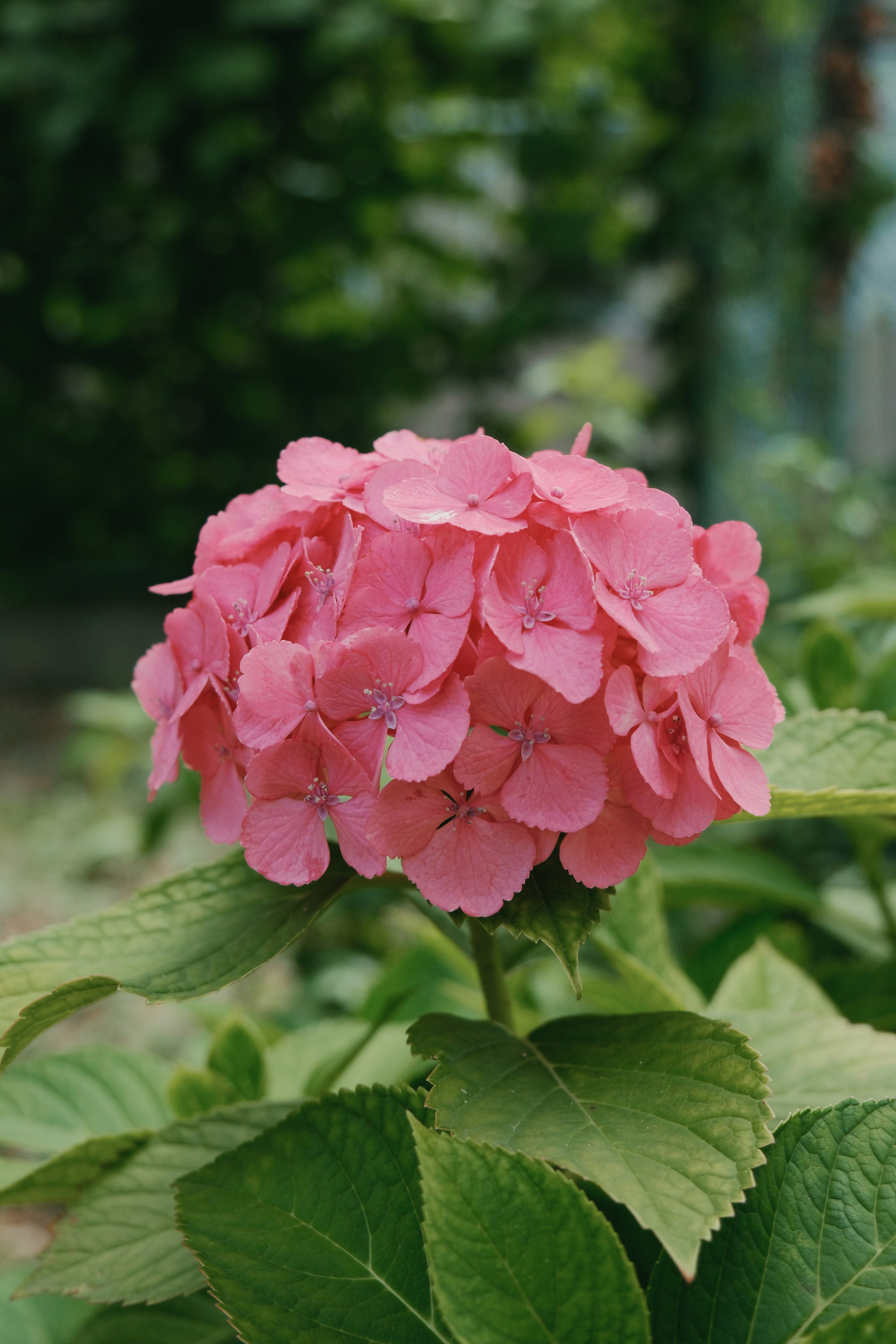 ピンクのアジサイの花と葉のクローズアップ