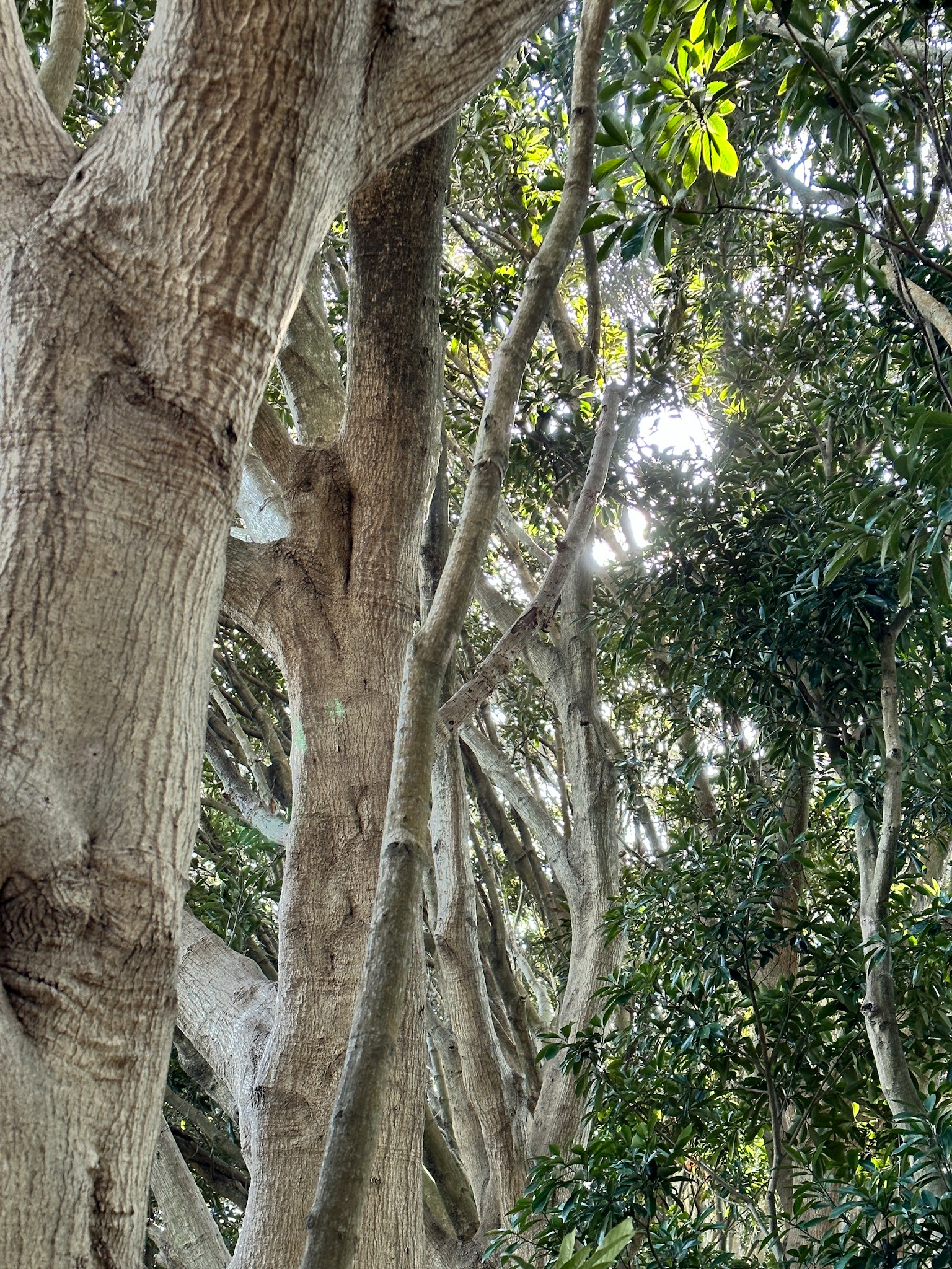 Une scène forestière avec la lumière du soleil filtrant à travers les arbres