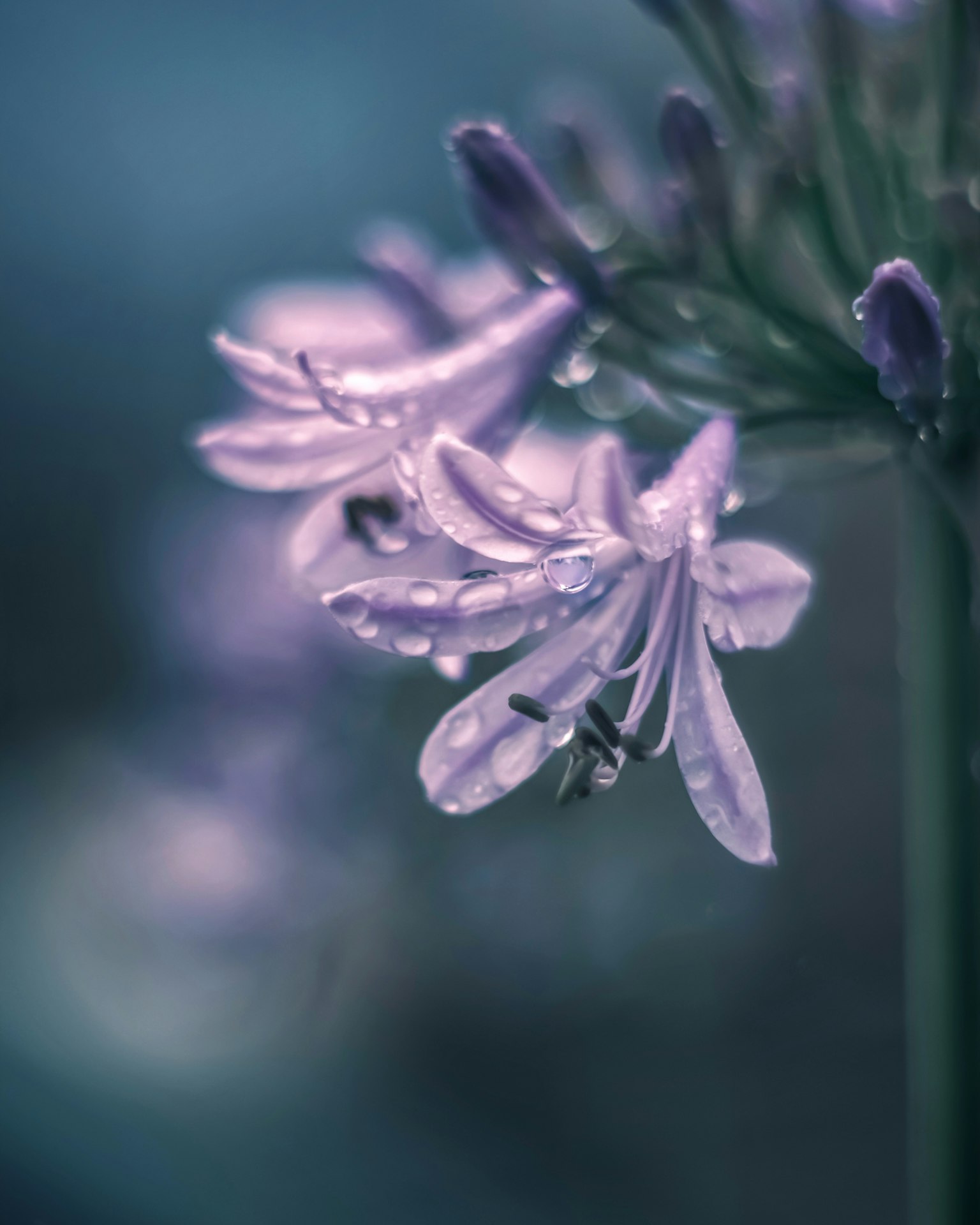Delicate purple flowers glistening with raindrops against a blurred background