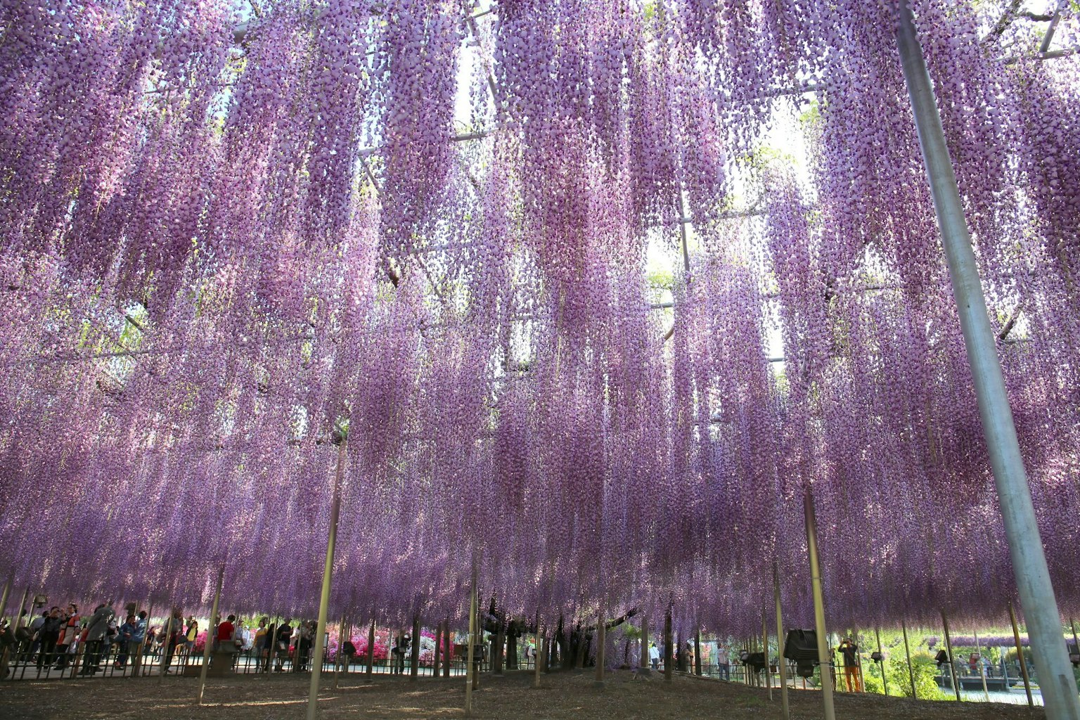 Beautiful view of hanging purple wisteria flowers