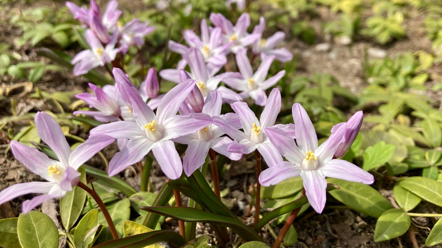 Gros plan sur de délicates fleurs violettes claires dans une zone herbeuse