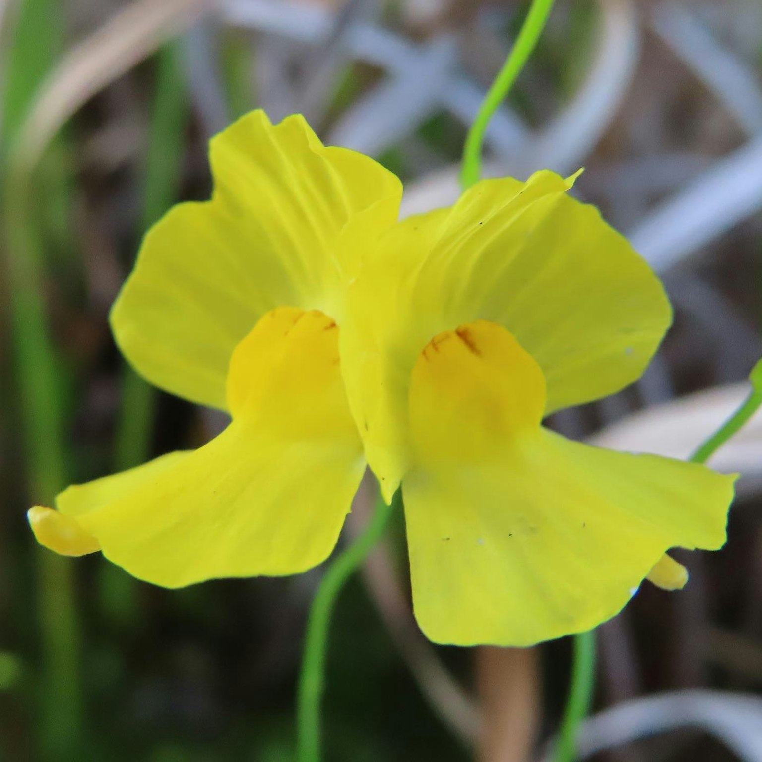 Una flor amarilla vibrante con pétalos gemelos apoyada en tallos verdes