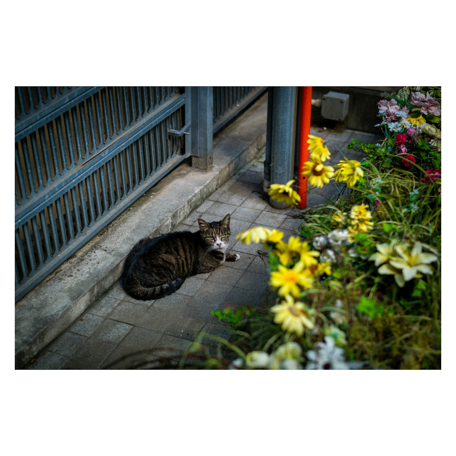 花の中でくつろぐ猫の写真 鉄のフェンスの近くに横たわる