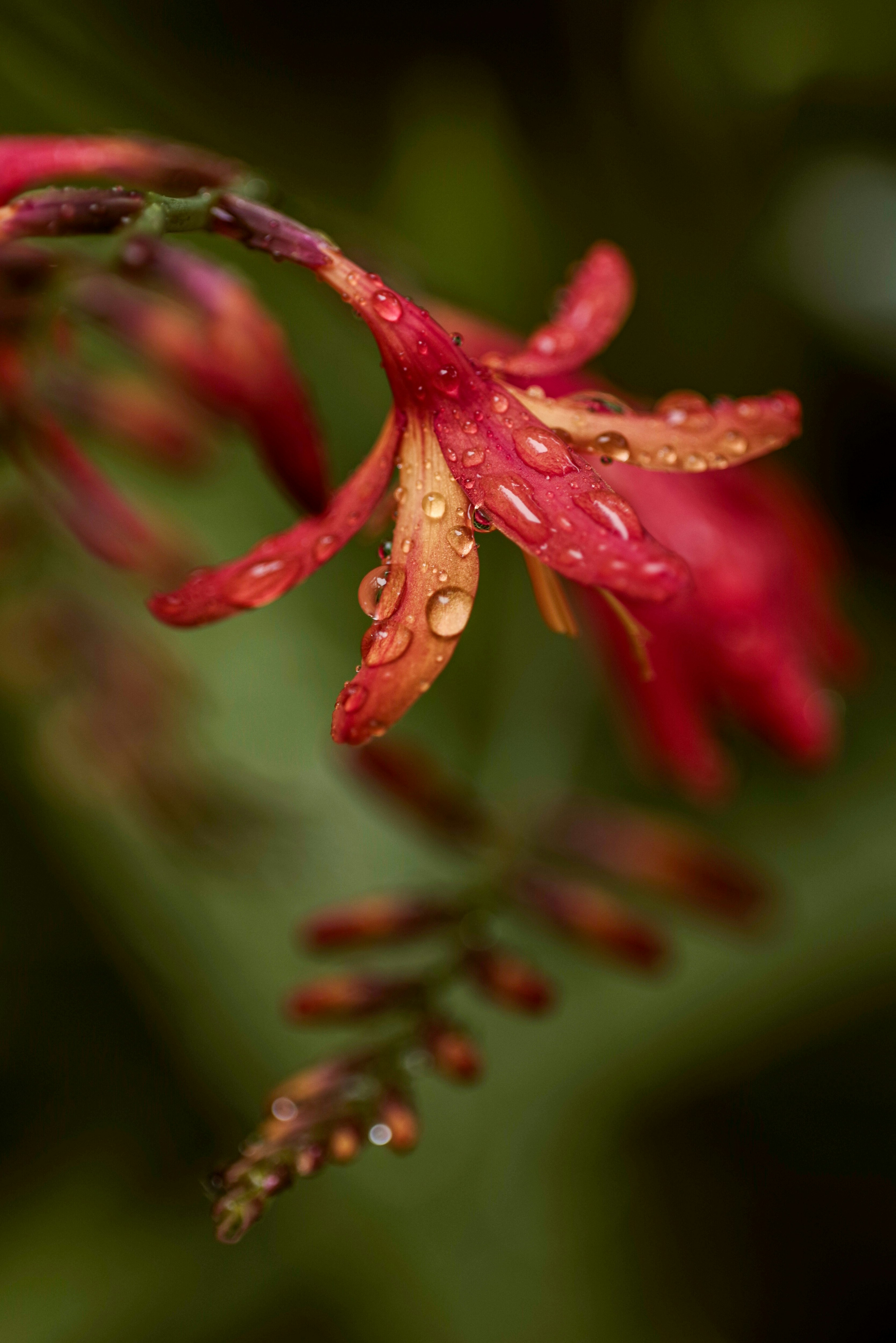 雨粒をまとったヒメヒオウギズイセンの花のクローズアップ