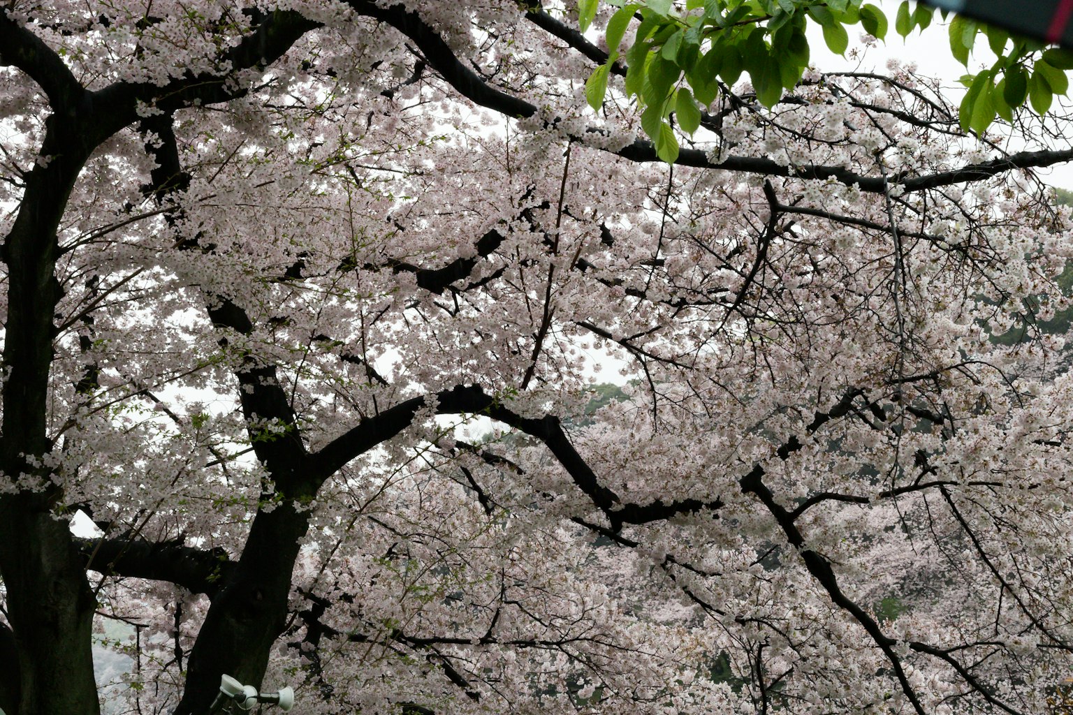 櫻花樹枝上開滿粉紅色花朵