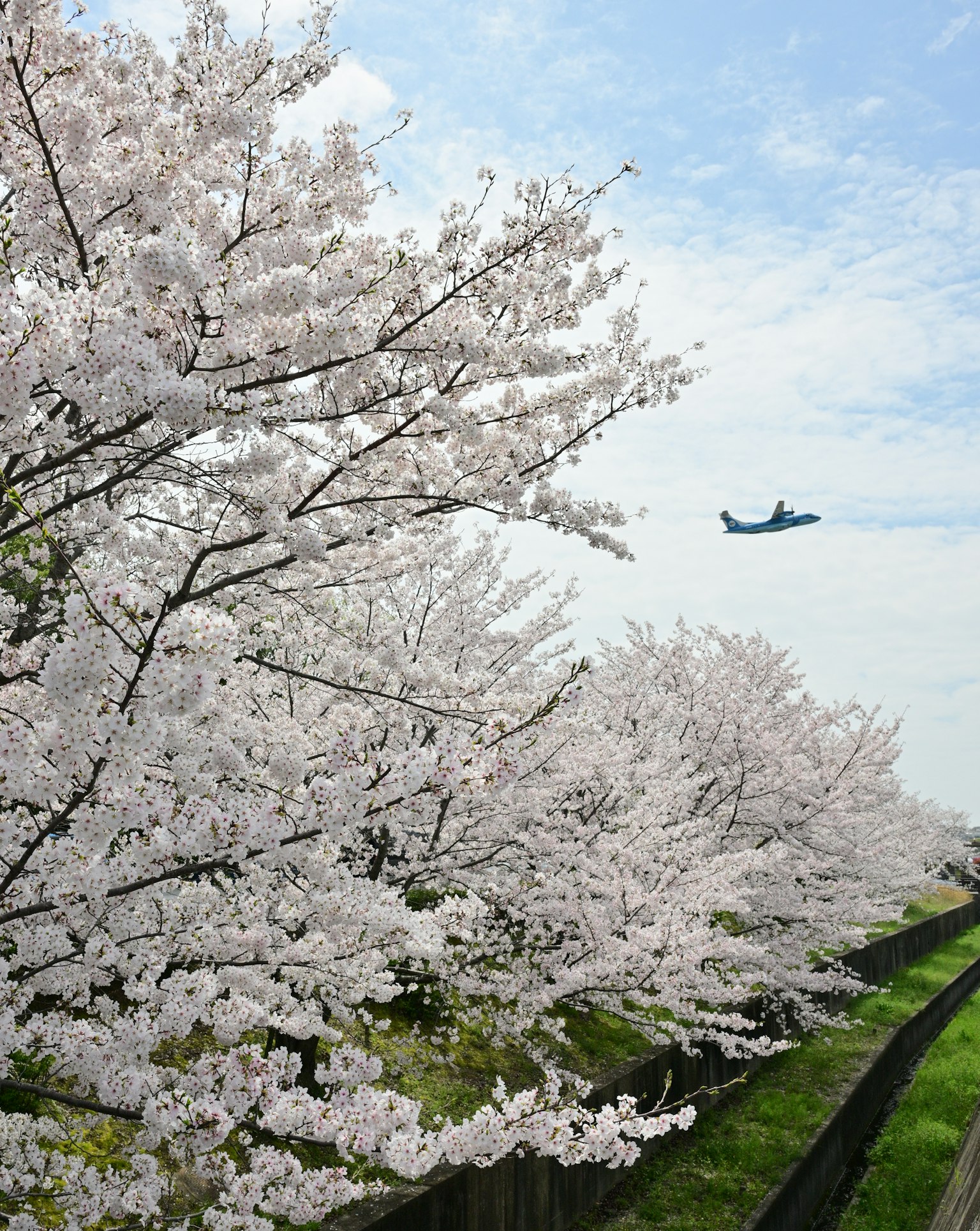 Des cerisiers en fleurs sous un ciel bleu avec un avion volant