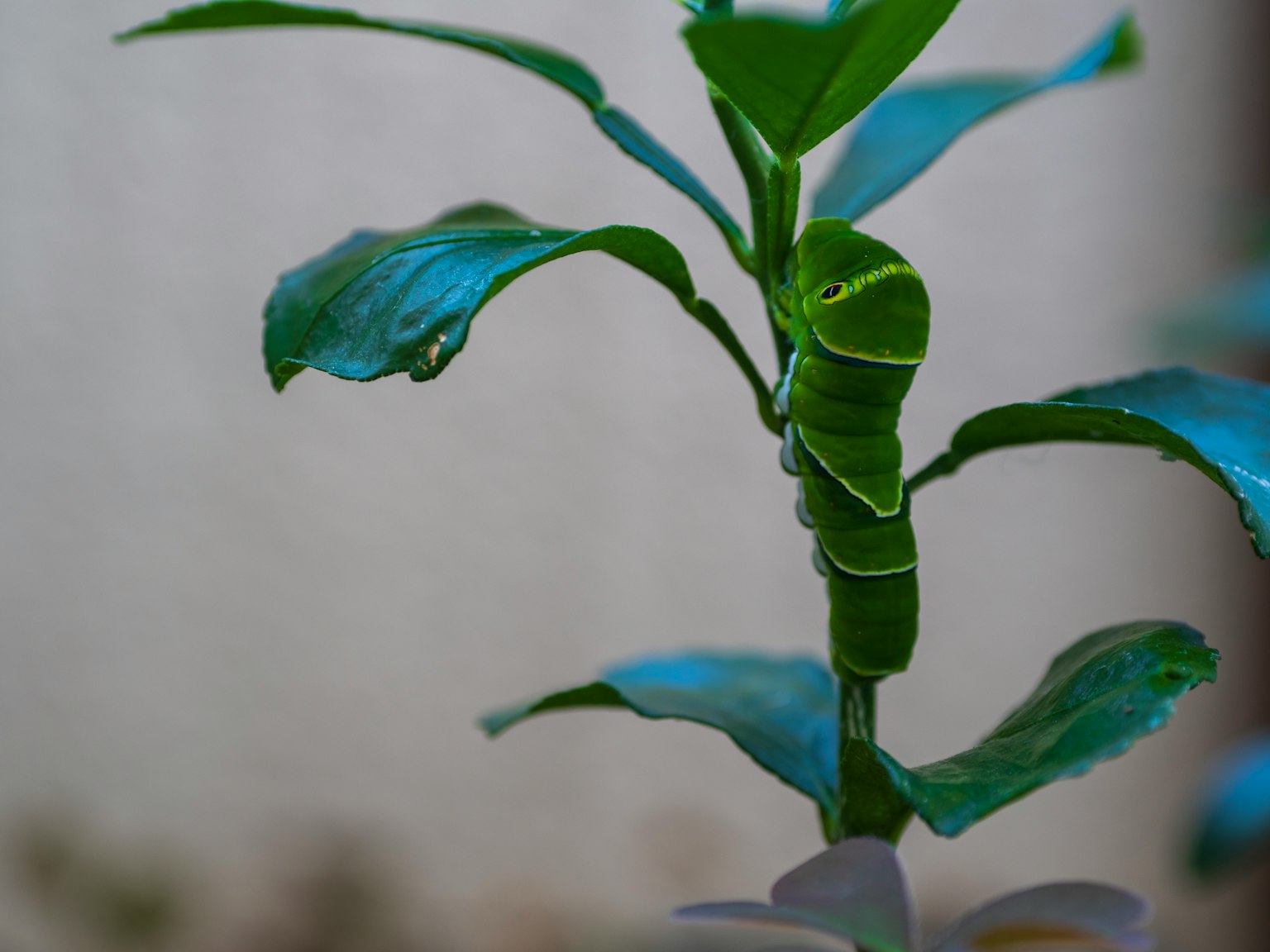Gros plan d'une chenille verte sur des feuilles vertes