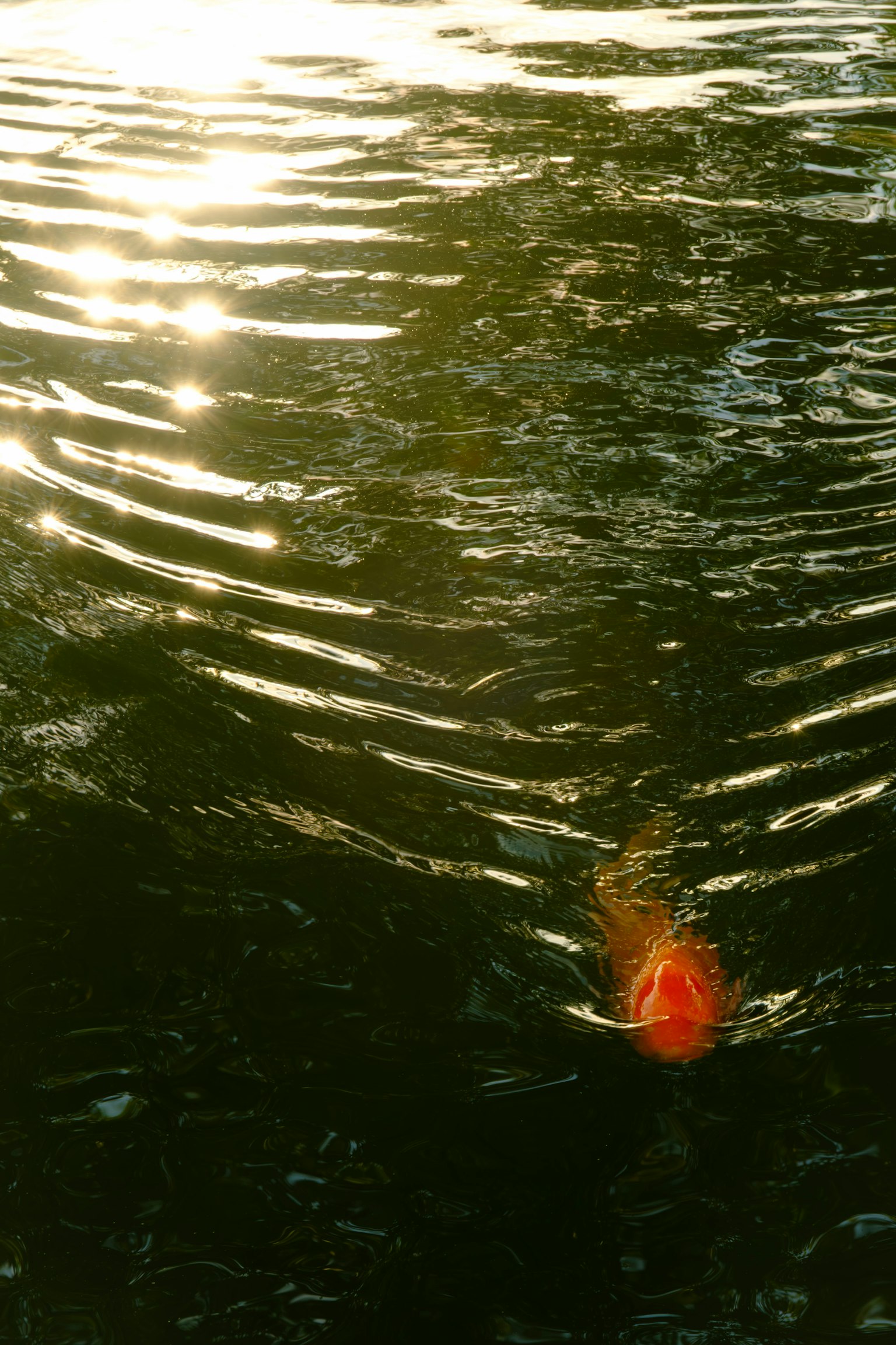 Superficie d'acqua increspata con riflessi della luce solare
