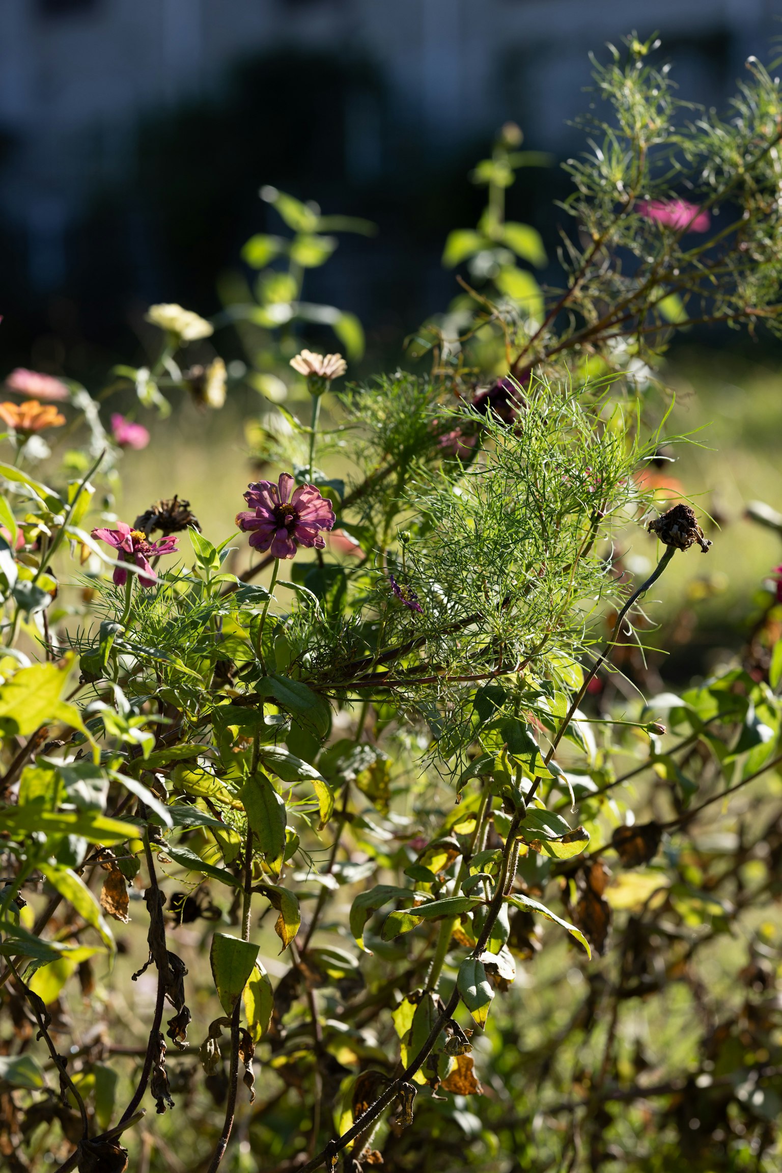 Nahaufnahme eines Gartens mit bunten blühenden Blumen und grünem Laub