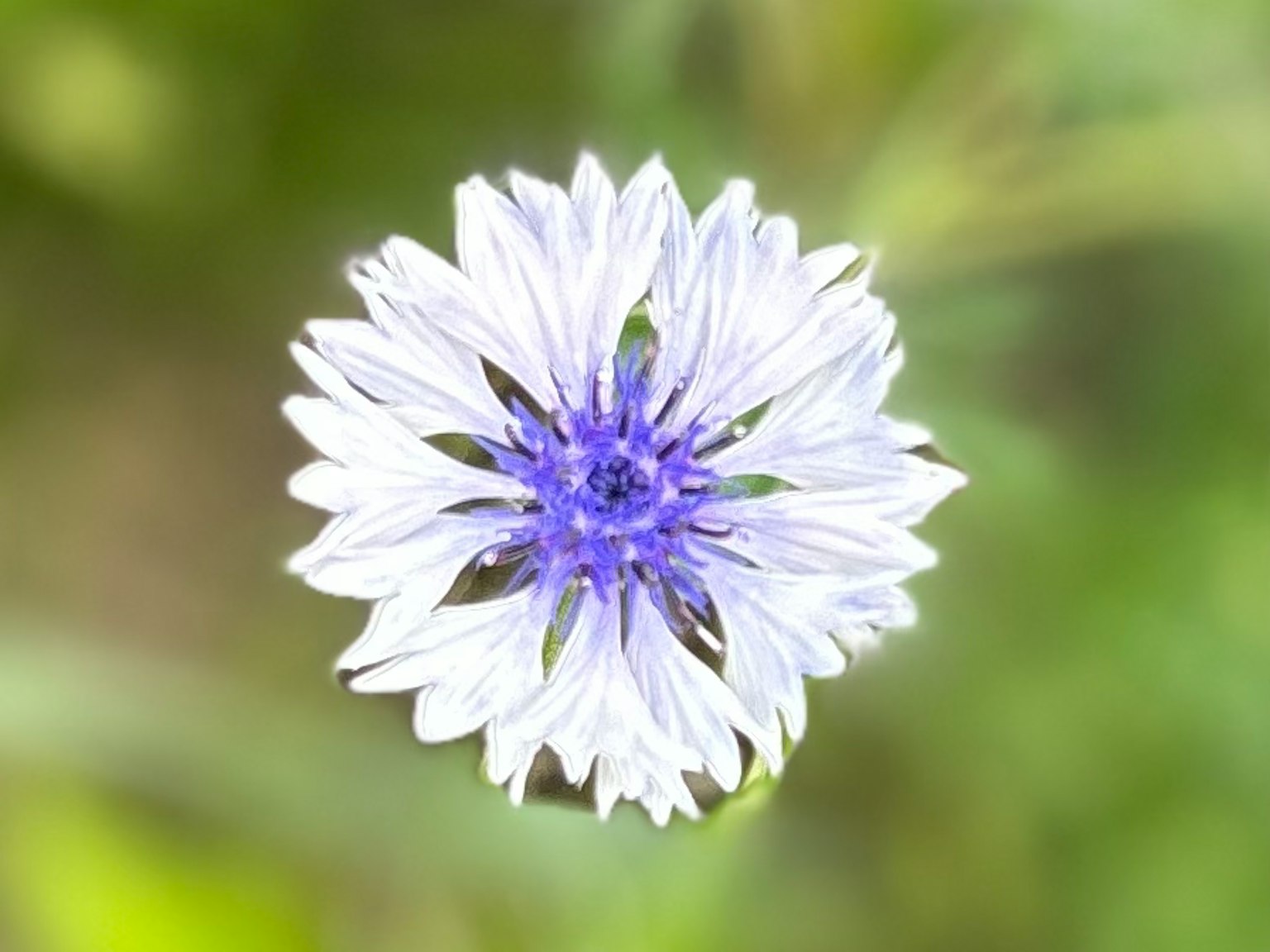 Close-up bunga putih dan ungu di latar belakang hijau