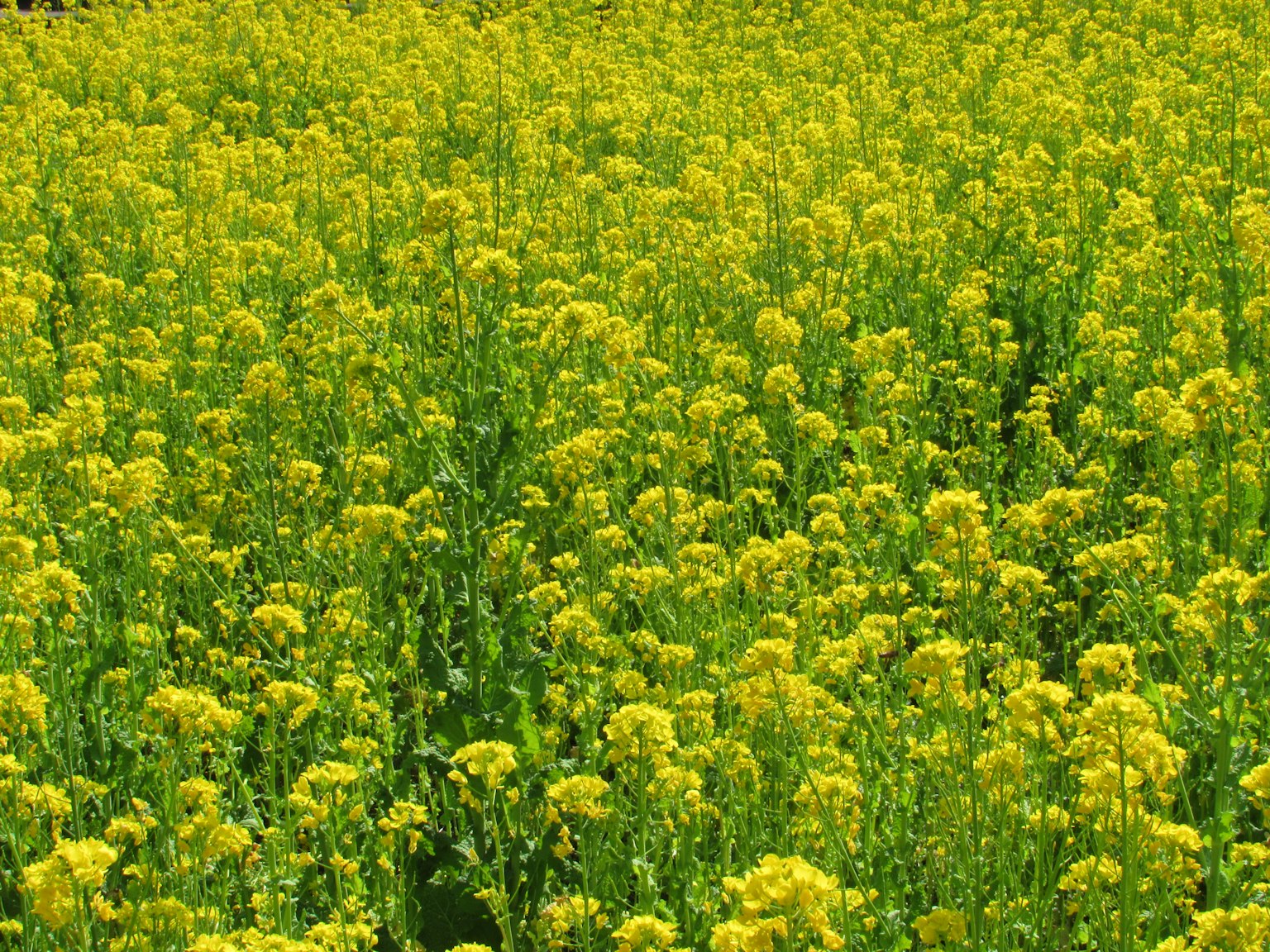 Vast field covered with blooming yellow flowers