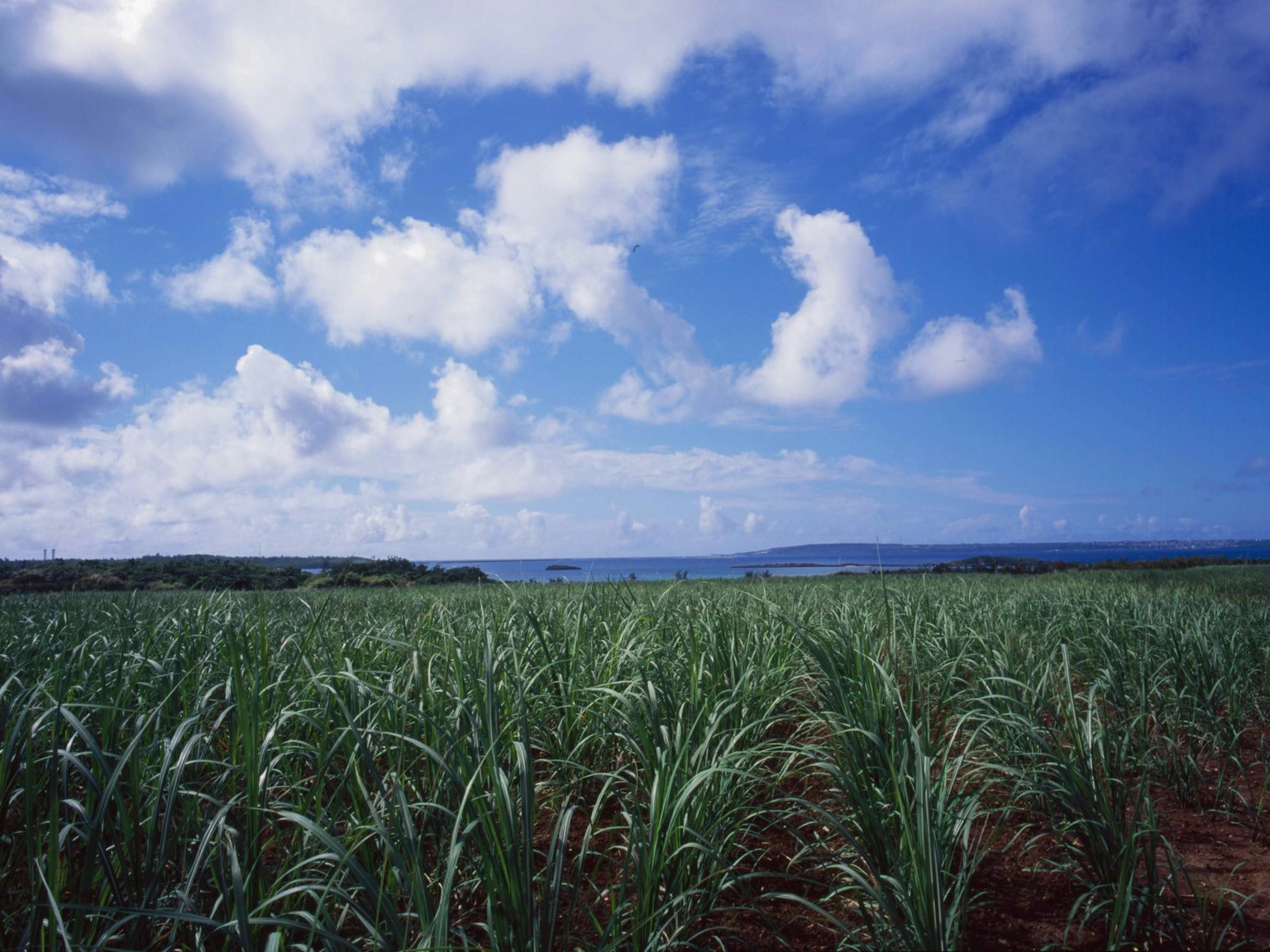 Campo di canna da zucchero sotto un cielo blu con nuvole sparse