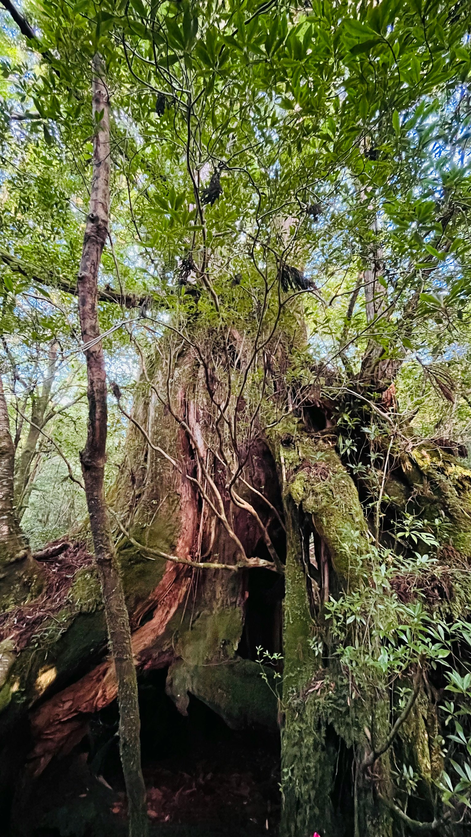 An ancient tree surrounded by lush green foliage in a dense forest