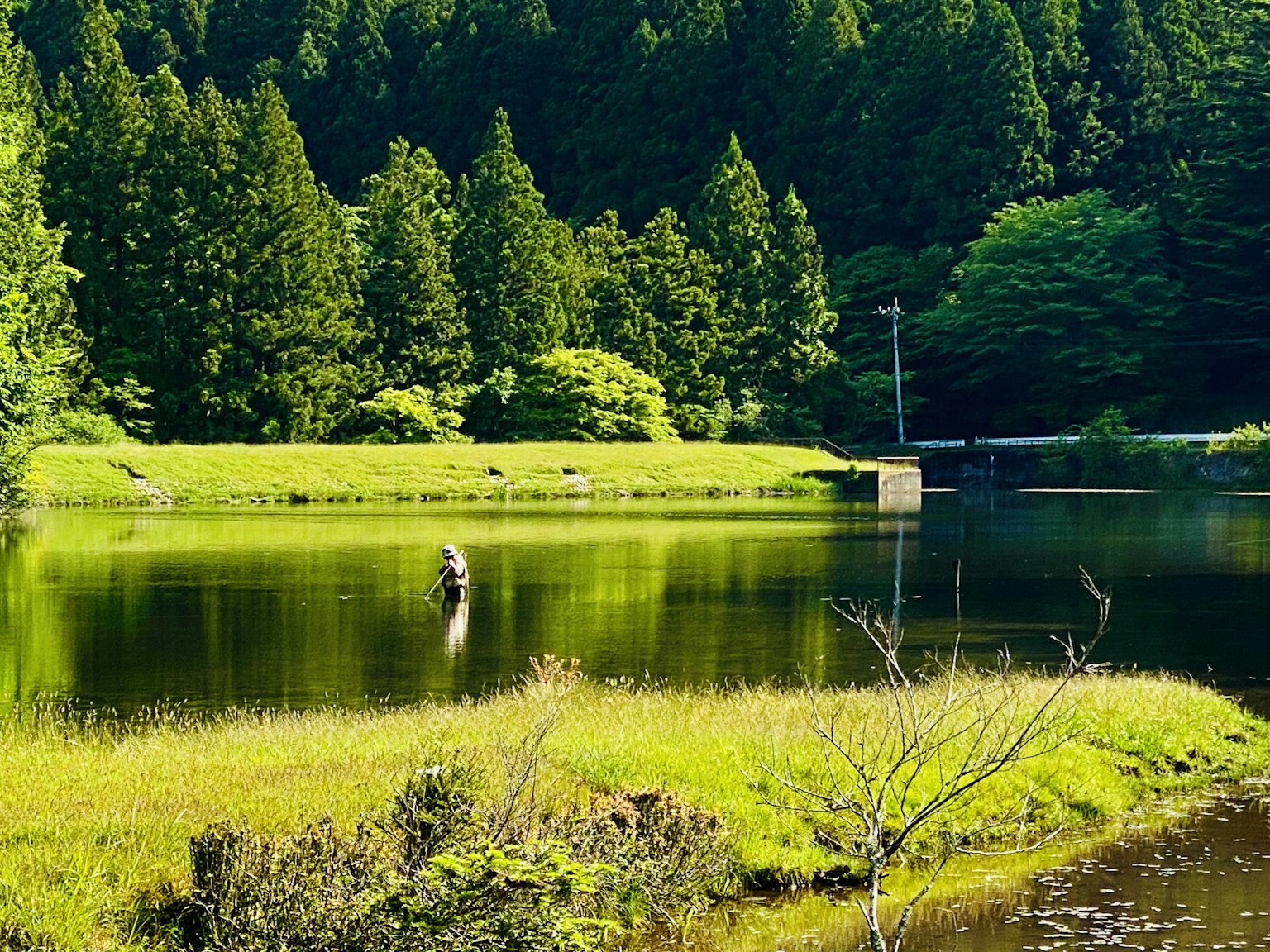 Paisaje sereno de un estanque rodeado de un bosque exuberante