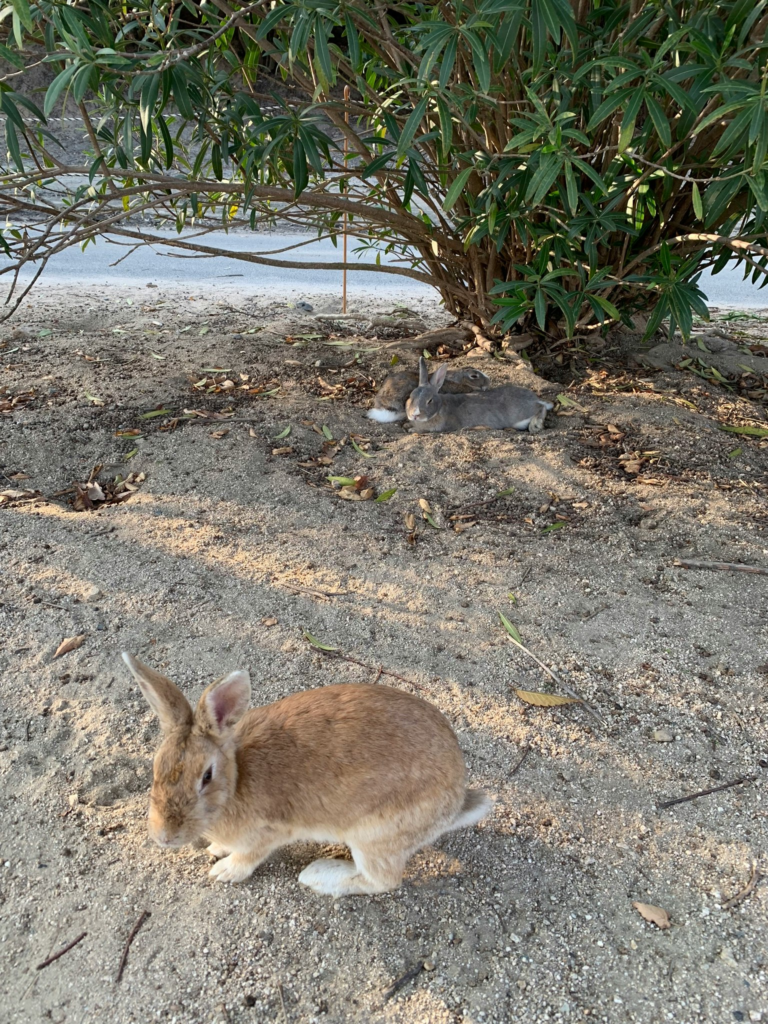 Brauner Hase spielt auf dem Gras mit einem Busch im Hintergrund