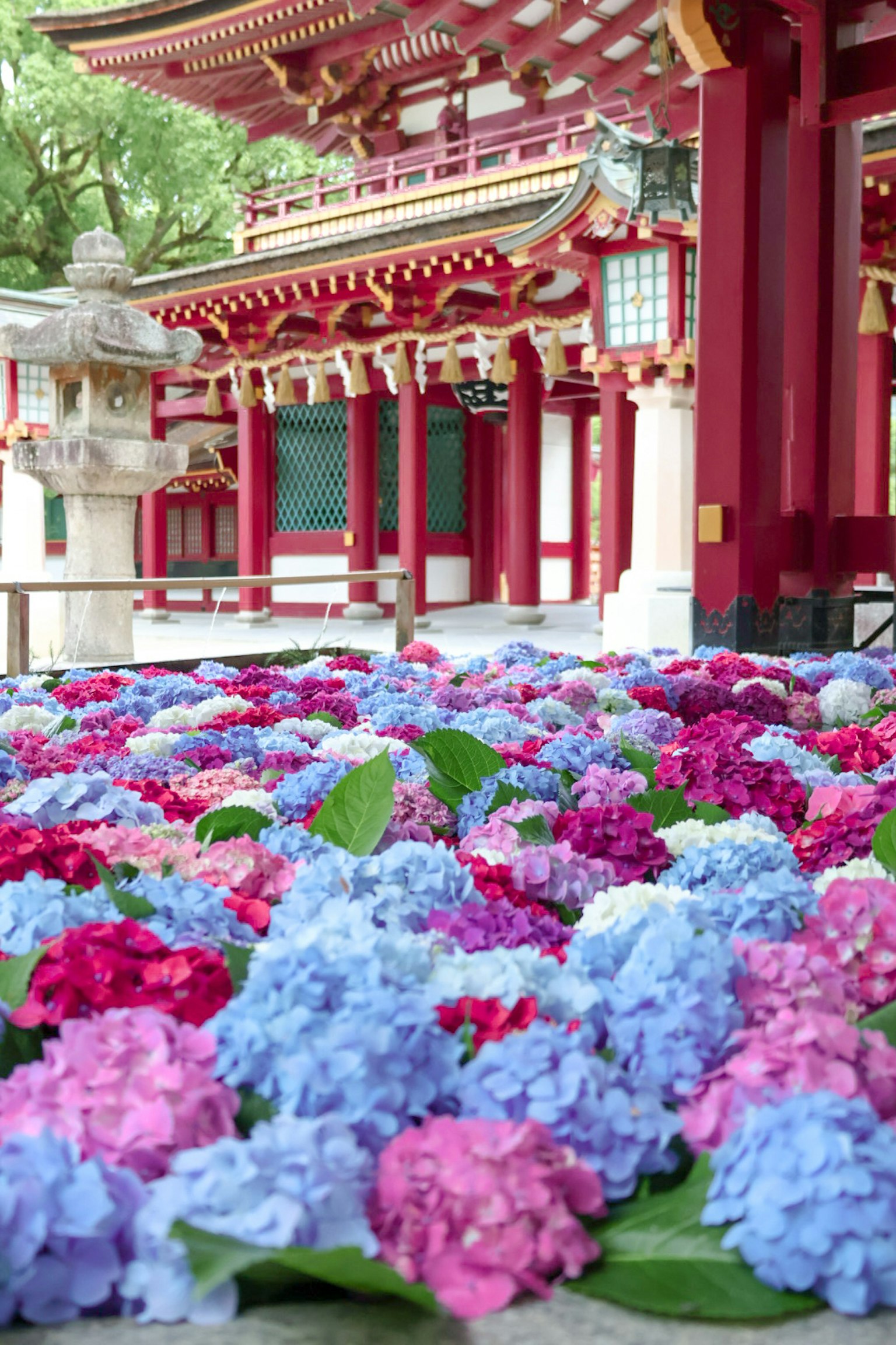 Hortensia berwarna-warni mekar di depan kuil tradisional