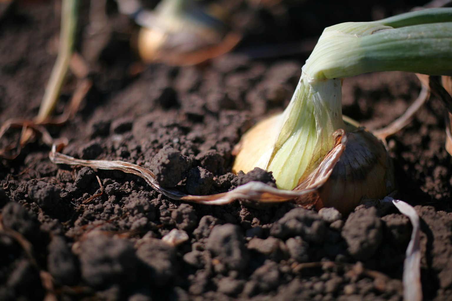Close-up of an onion partially emerging from the soil