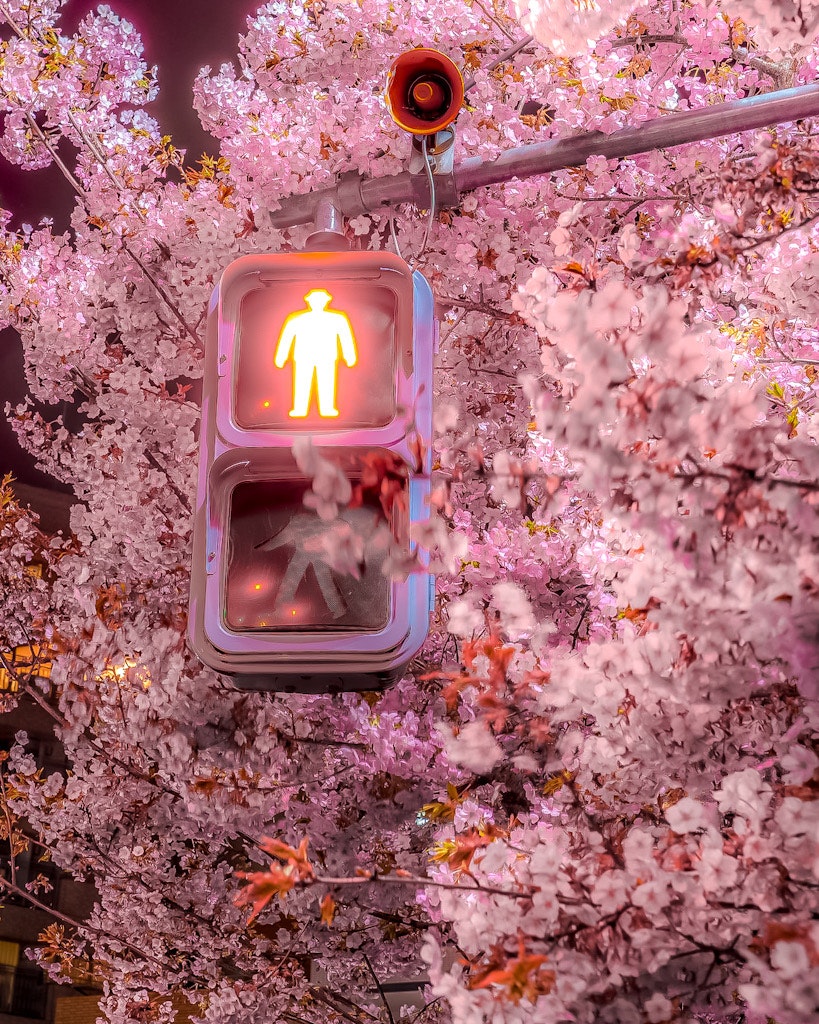 桜の木に掛かった歩行者用信号機のある風景