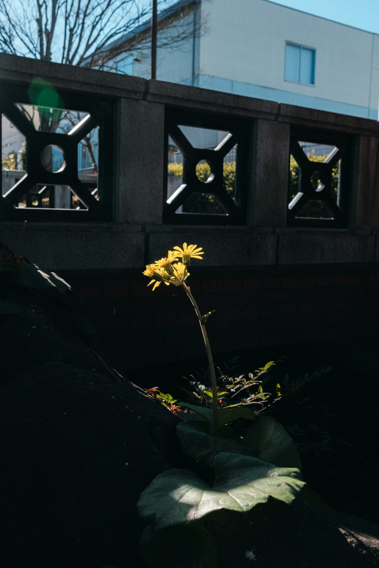 Une plante avec des fleurs jaunes et des feuilles émergeant entre un mur en béton