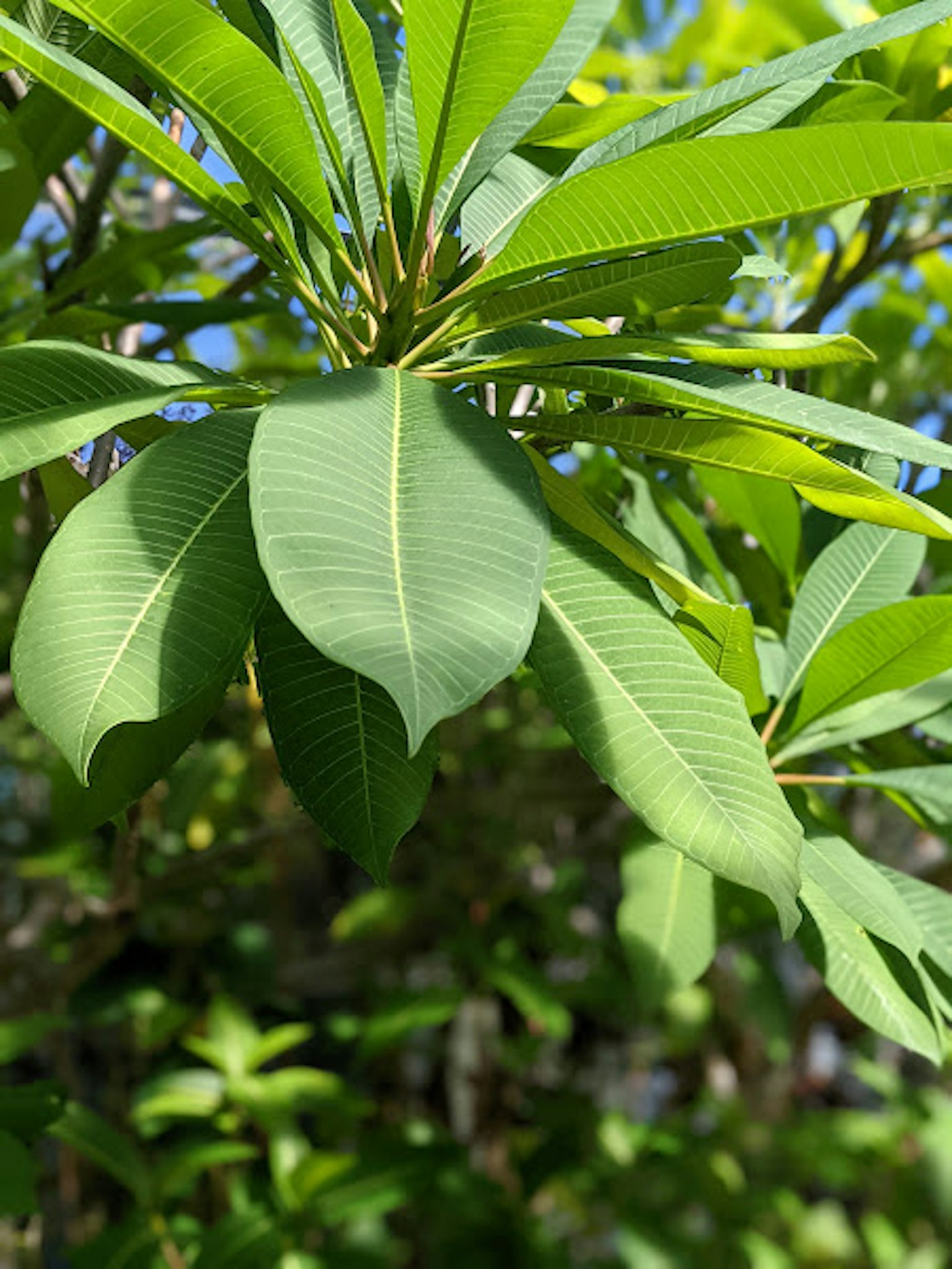 植物上郁郁蔥蔥的綠色葉子特寫
