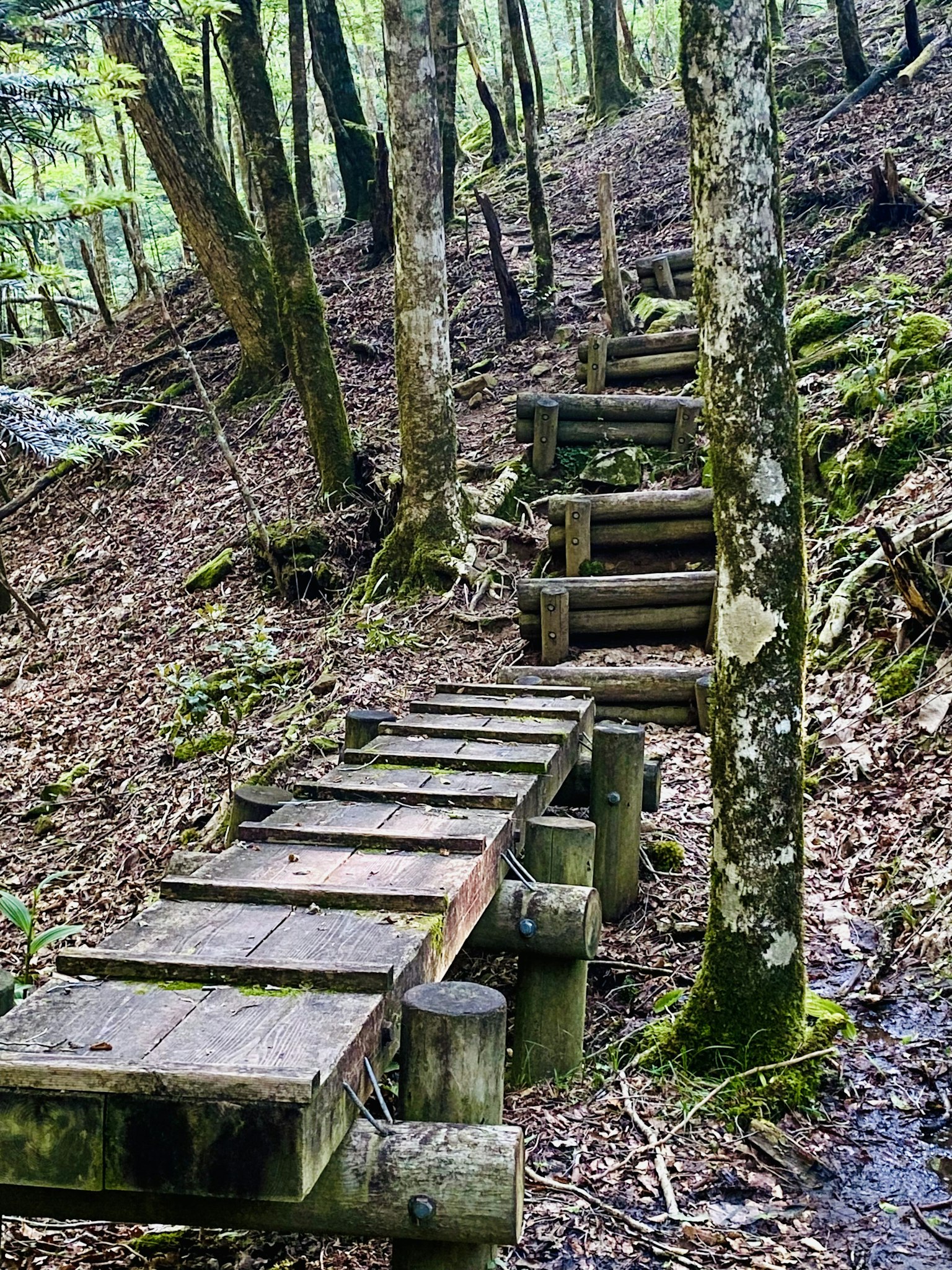 Scale e sentiero in legno in una foresta verde