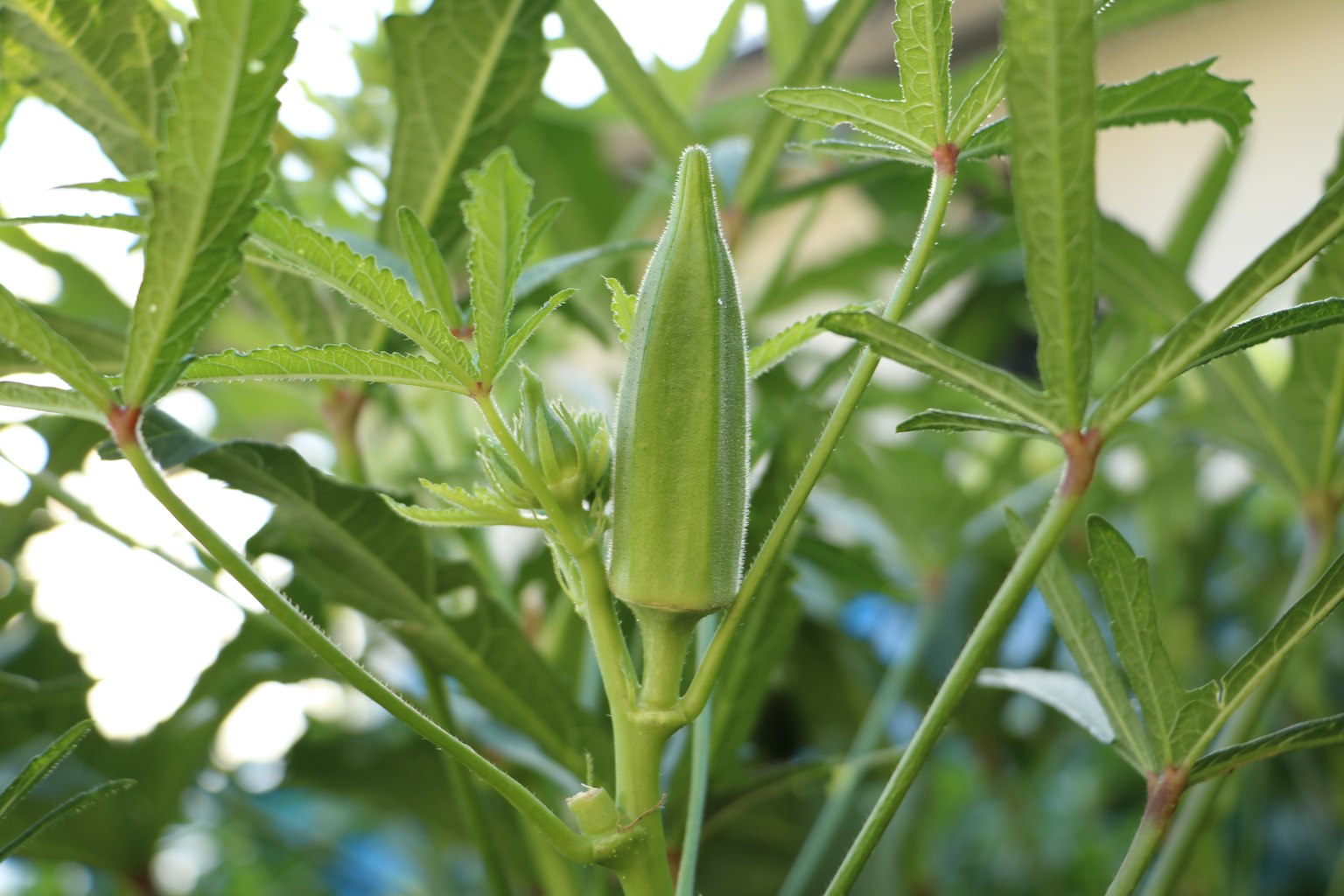 Fruto joven de quingombó rodeado de hojas verdes