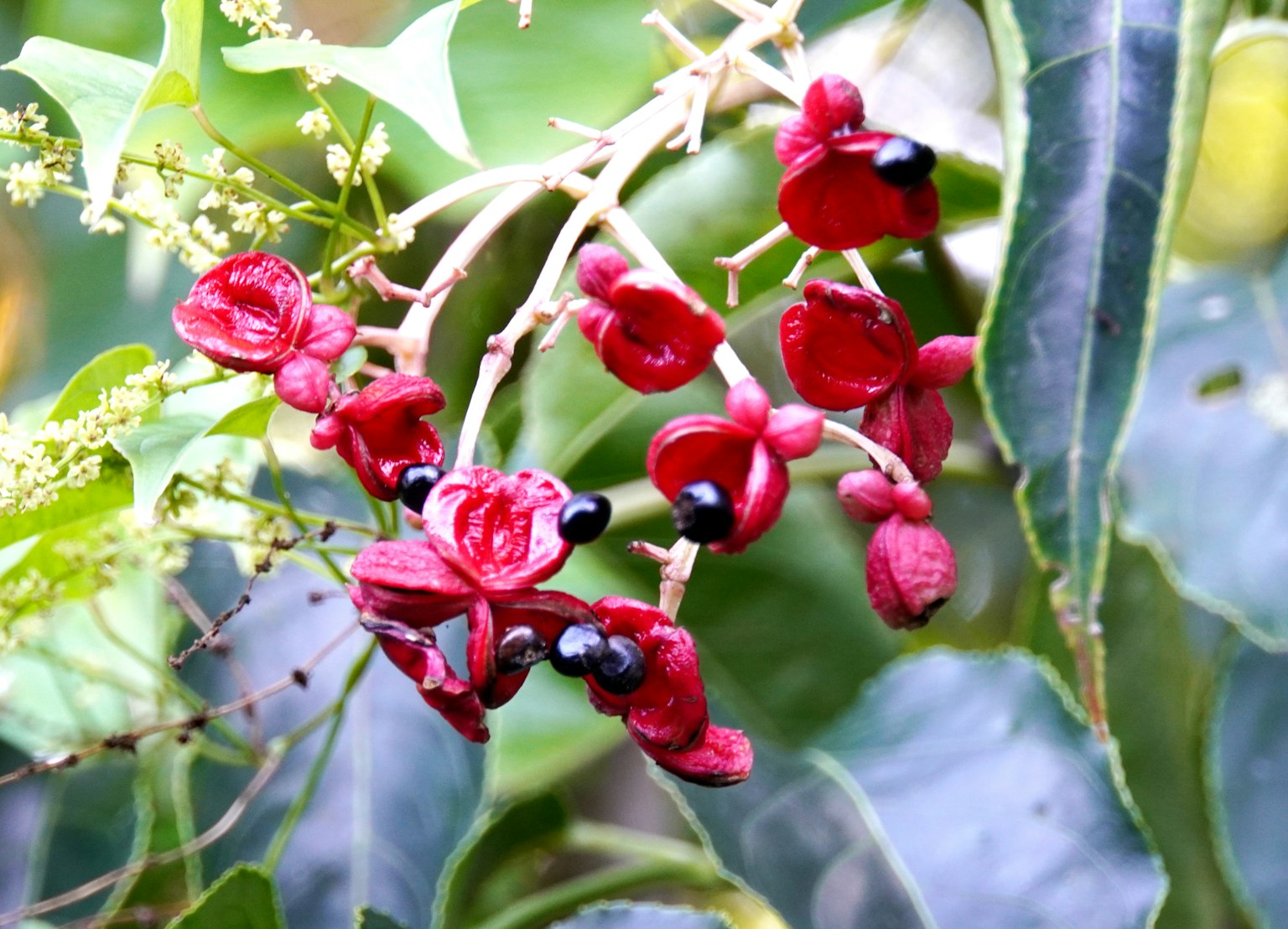 Close-up tanaman dengan polong merah dan biji hitam