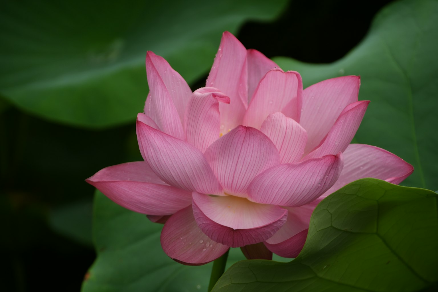 一朵美麗的粉紅色蓮花在綠色葉子中綻放