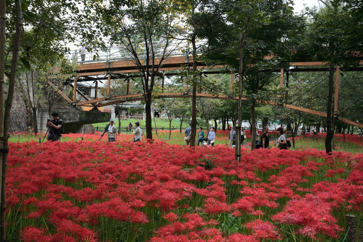 公园景观，红花和树间的小道
