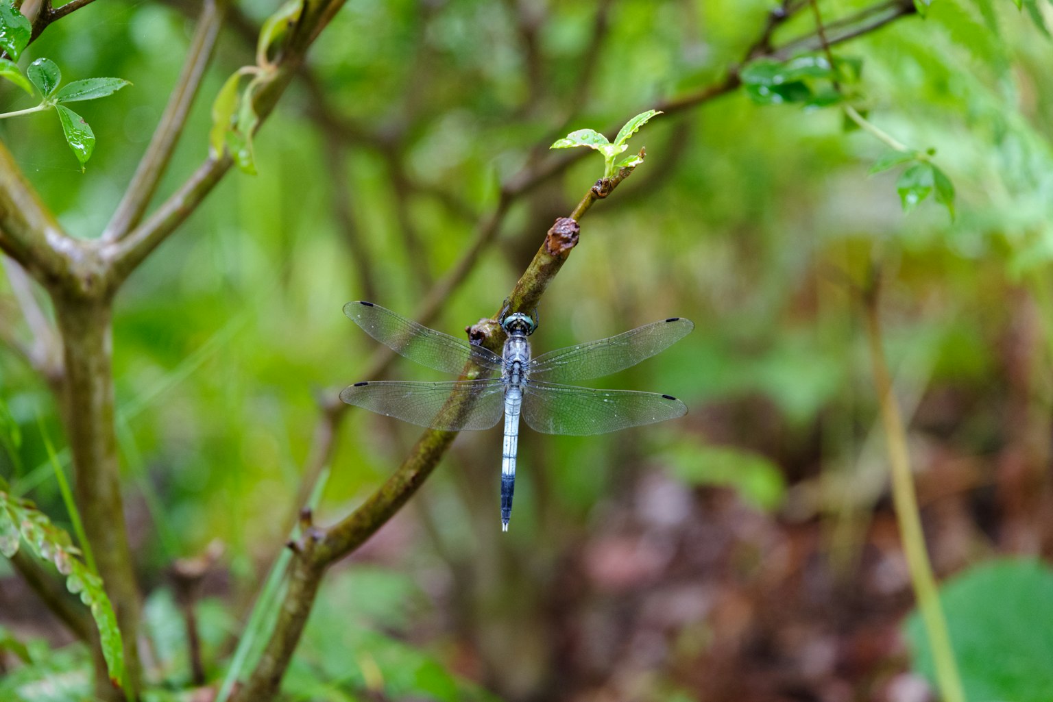 Una libellula blu appollaiata su un ramo con uno sfondo verde