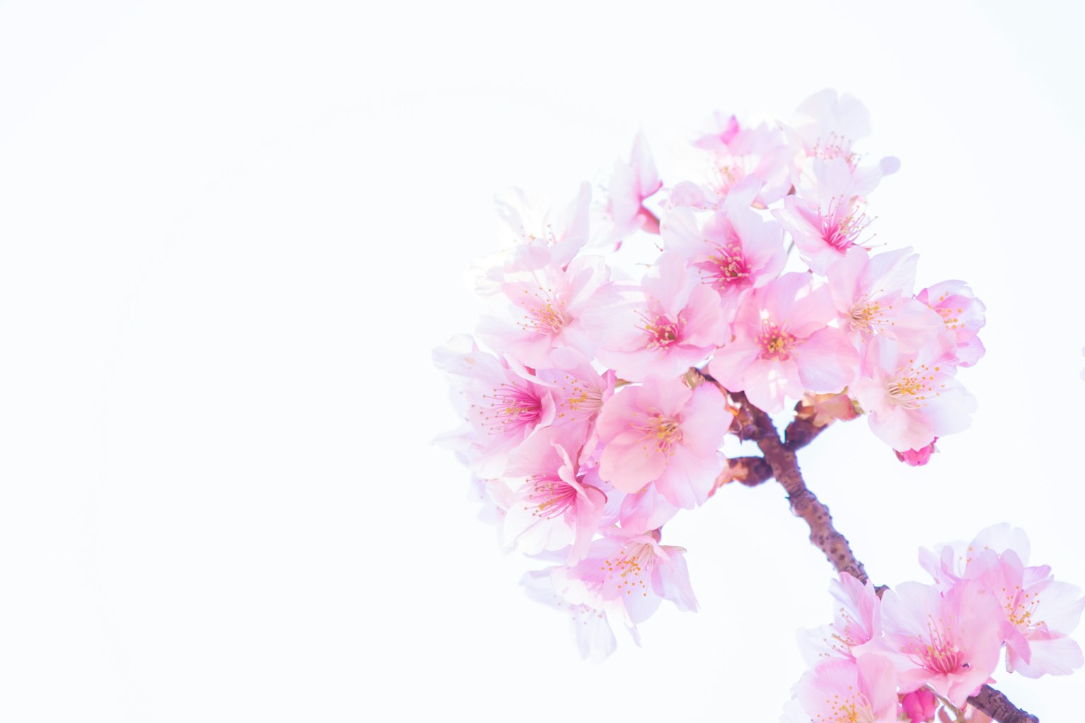 Primer plano de flores de cerezo rosa pálido en una rama