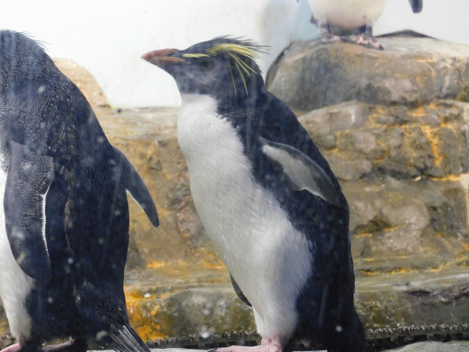 Ein Pinguin mit markanten Farben und Merkmalen