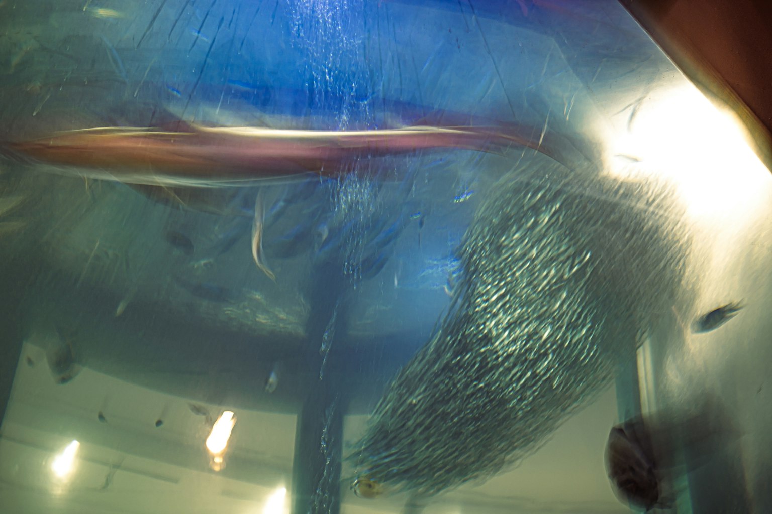 水族館の水中で泳ぐ魚たちの群れと青い光
