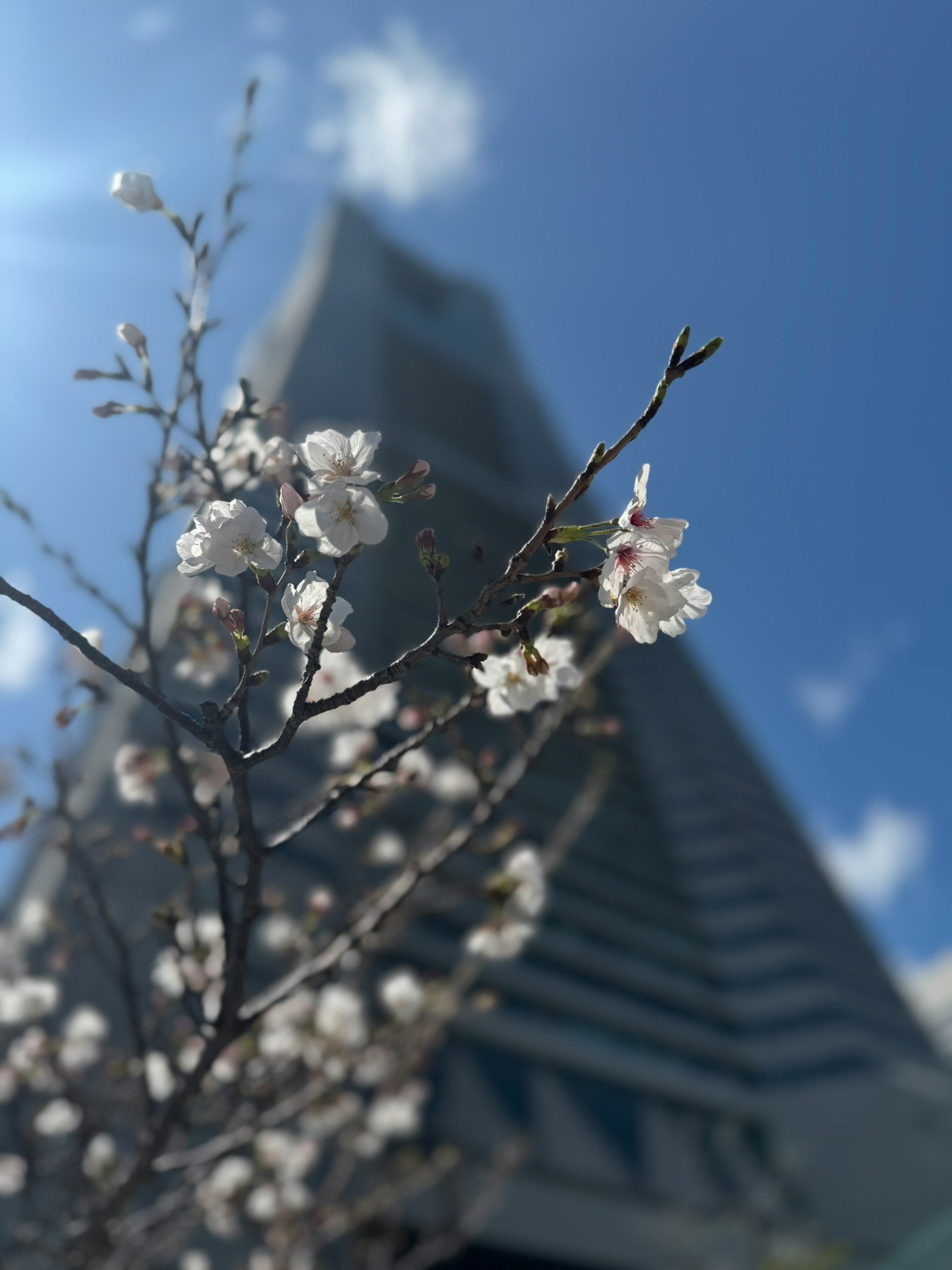 横浜の超高層ビルを背景に咲く桜の花