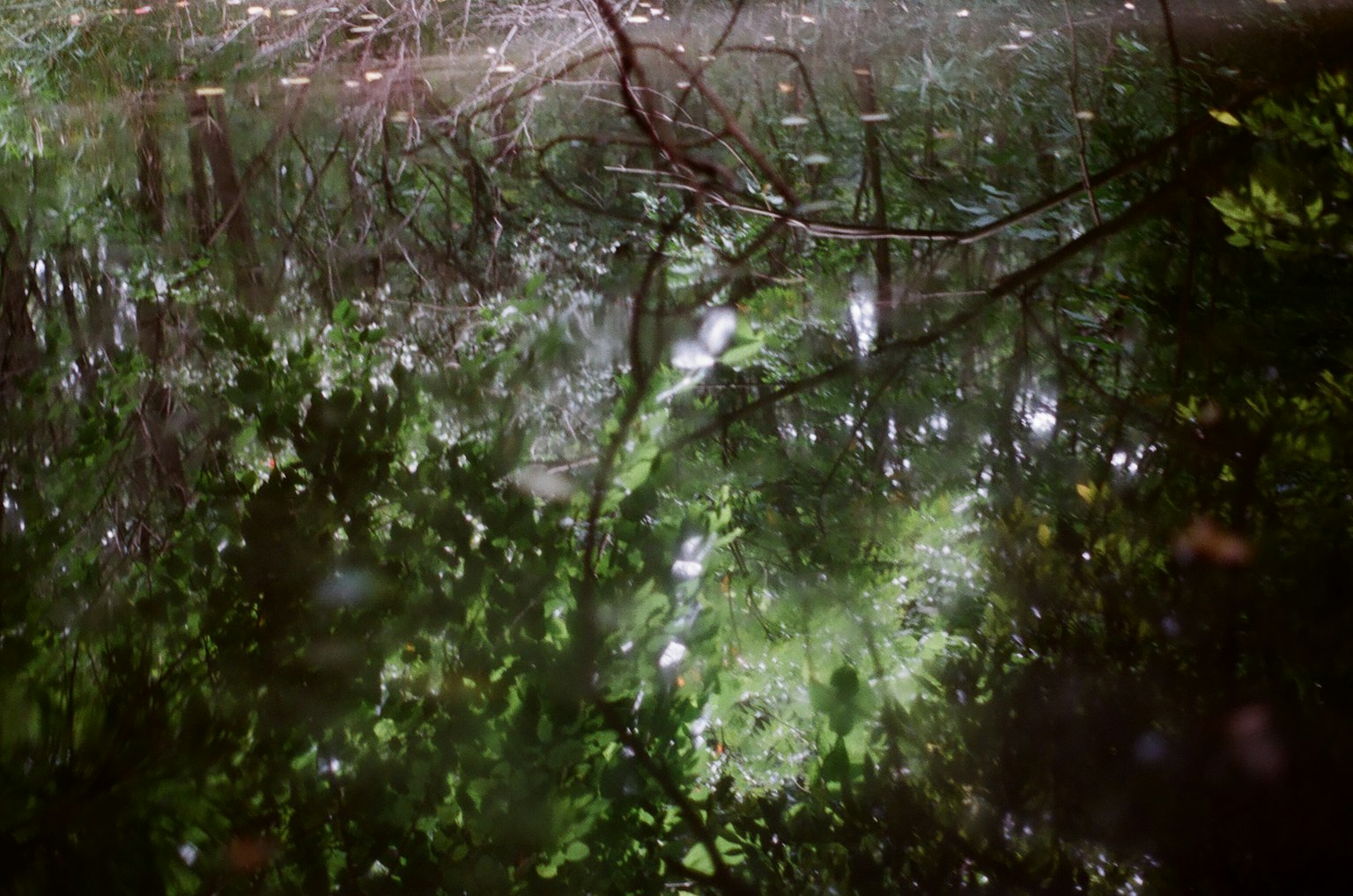 Riflesso di foglie verdi e rami su superficie d'acqua