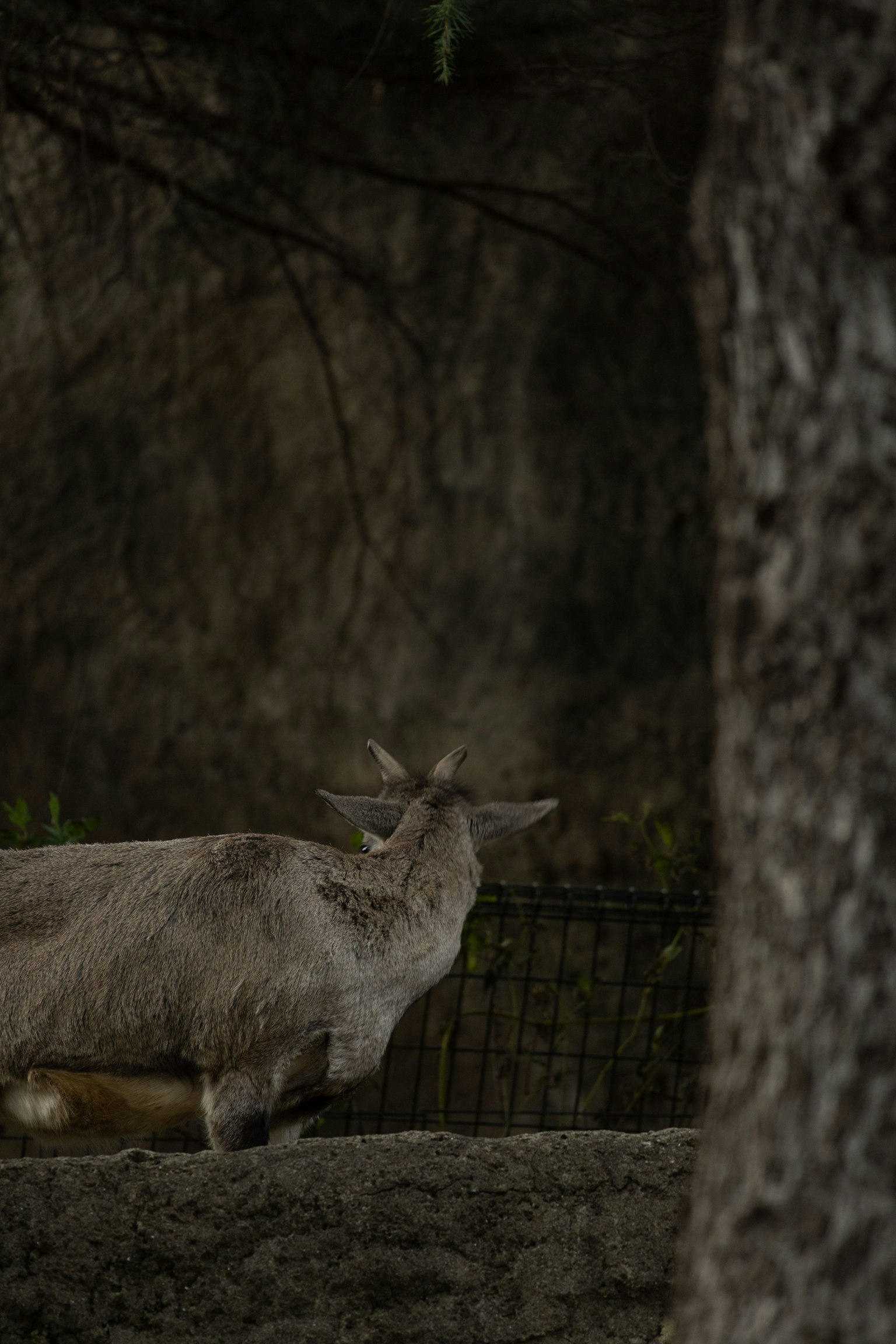 Seekor kambing berdiri membelakangi penonton di latar gelap