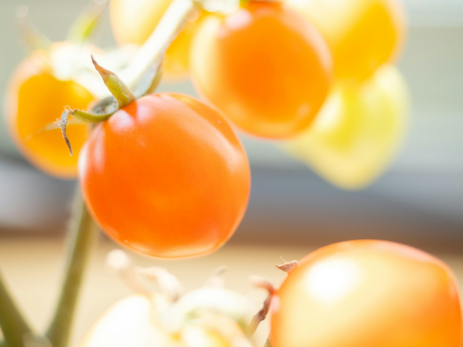 Pomodorini arancioni vivaci sulla pianta