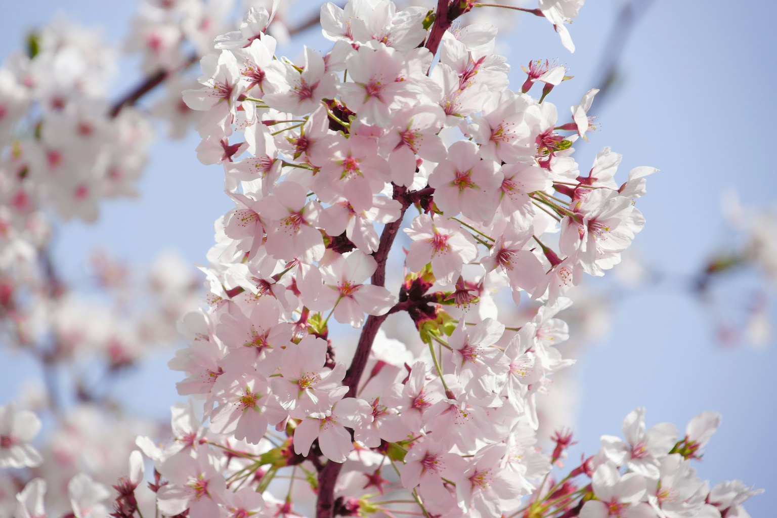 Acercamiento de flores de cerezo en una rama