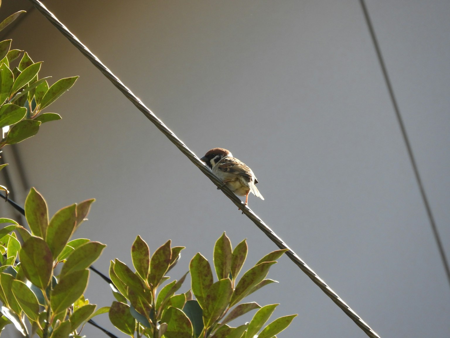 Ein kleiner Vogel, der auf einem Draht sitzt, umgeben von grünen Blättern