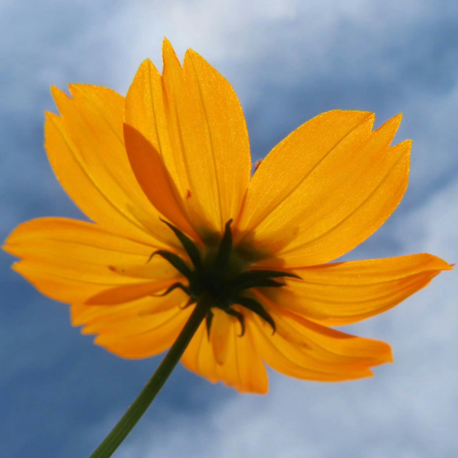 Gelbe Blume von unten gegen einen blauen Himmel betrachtet
