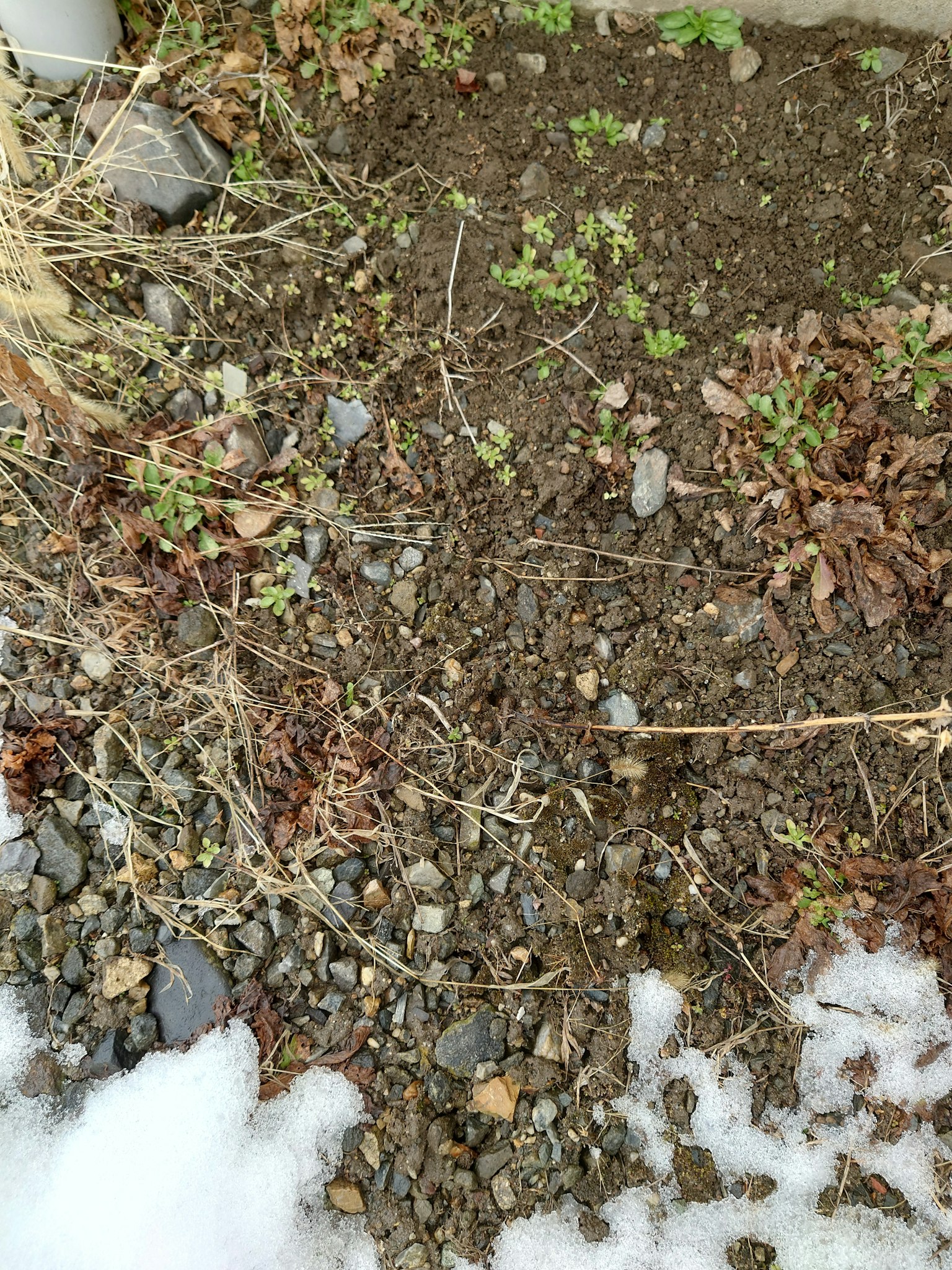 Un morceau de sol avec des petits cailloux et des mauvaises herbes sous des restes de neige