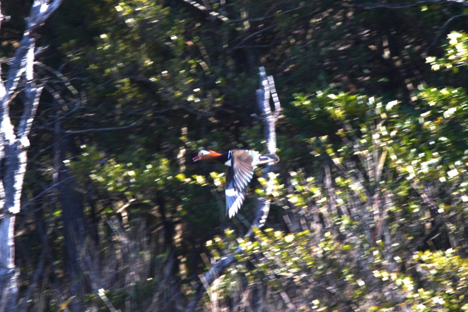 Un oiseau volant parmi les arbres avec des plumes colorées