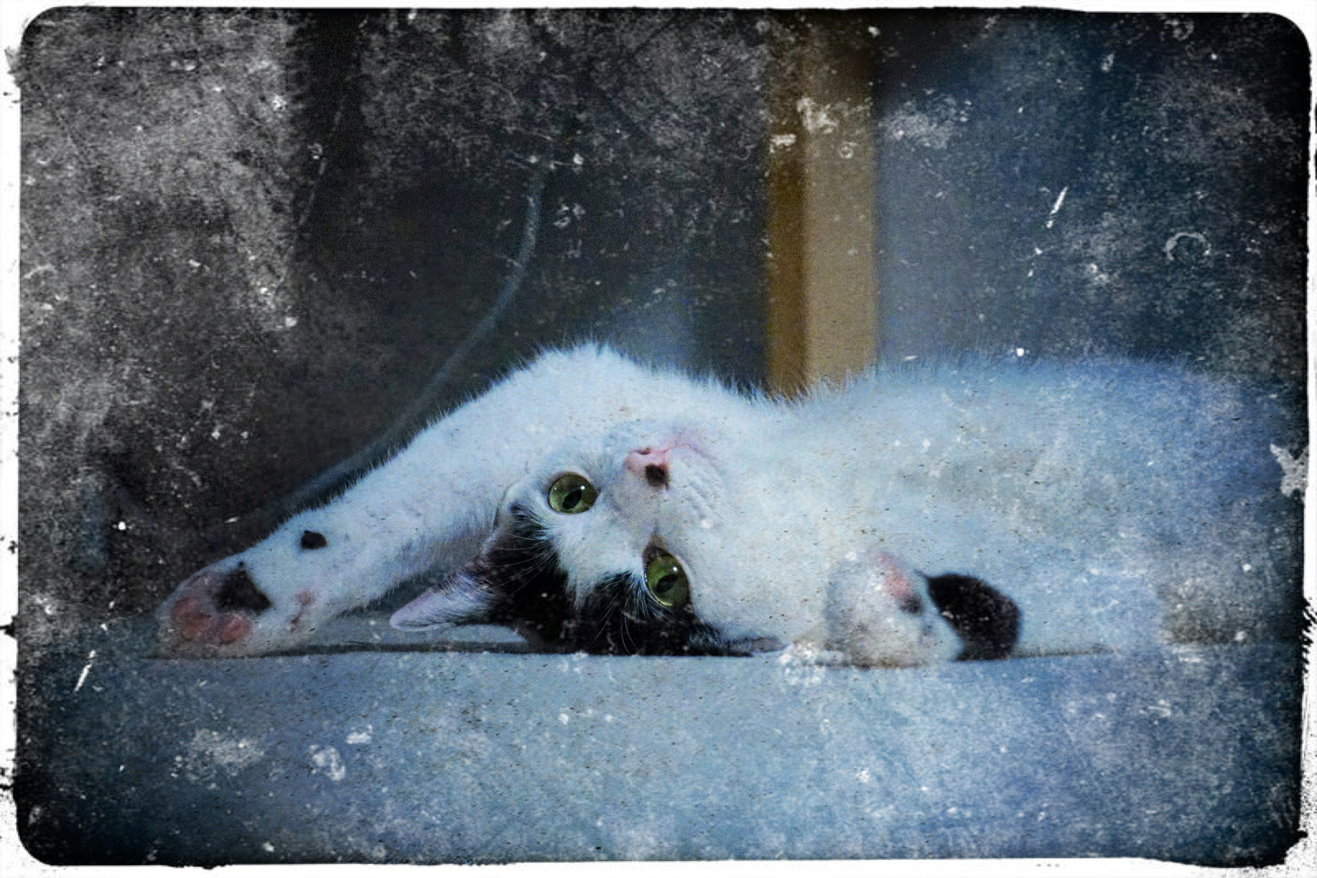 猫が寄り添って寝ている室内のベッド